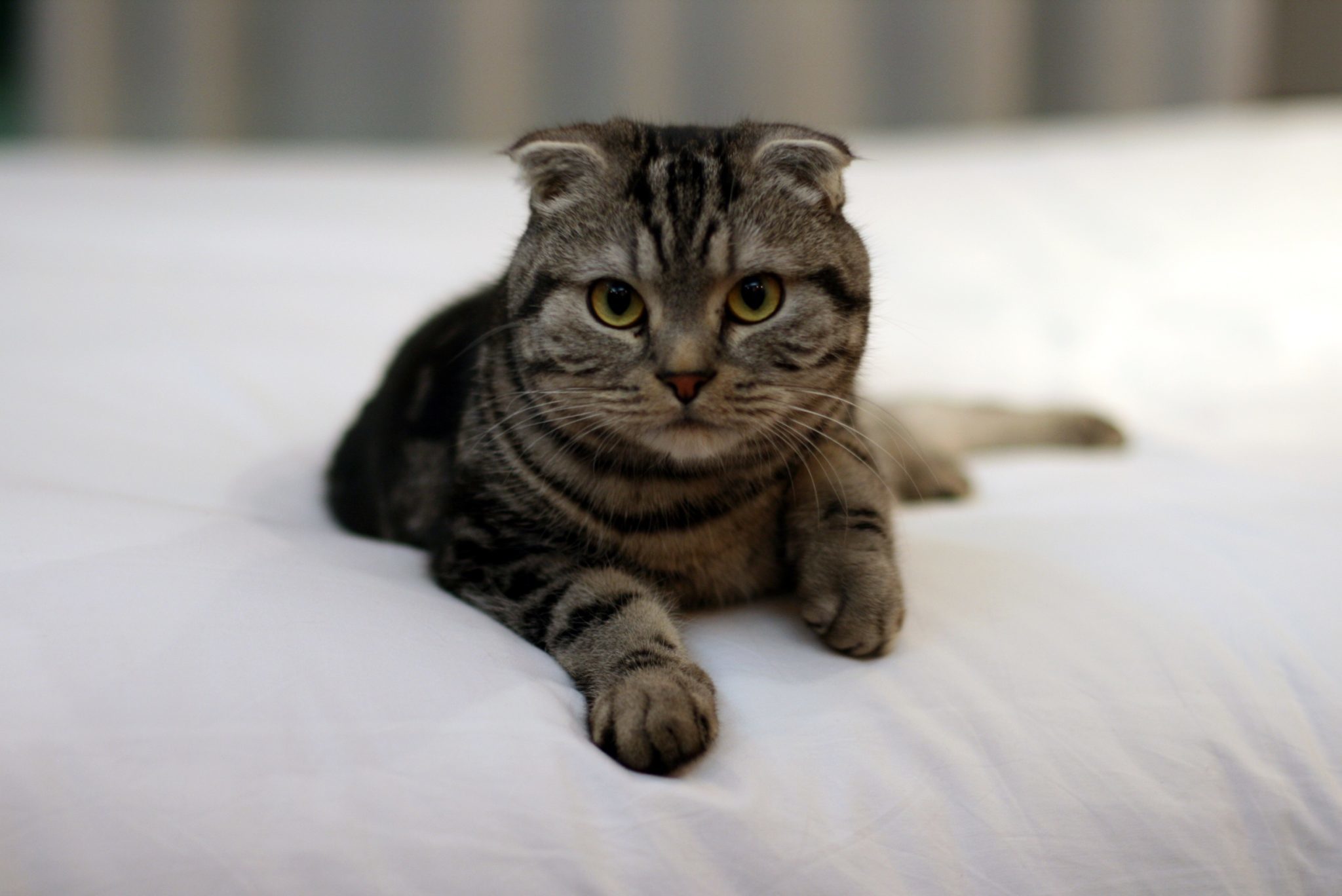 В Бельгии запретили разводить некоторые породы кошек: шотландские вислоухие,  бенгальские и саванны теперь вне закона | Пикабу