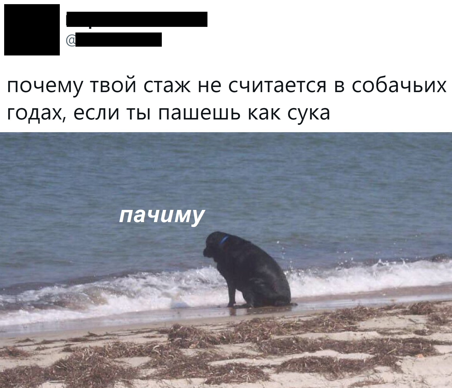 But why? - Humor, Picture with text, Dog, Sea, Beach, Work, Comments, Experience, Twitter, , Screenshot