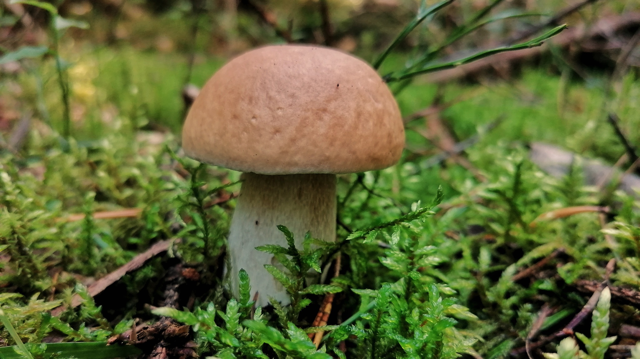 Opened the season - My, Mushrooms, Chanterelles, Silent hunt, Подмосковье, Forest, Macro photography, Longpost