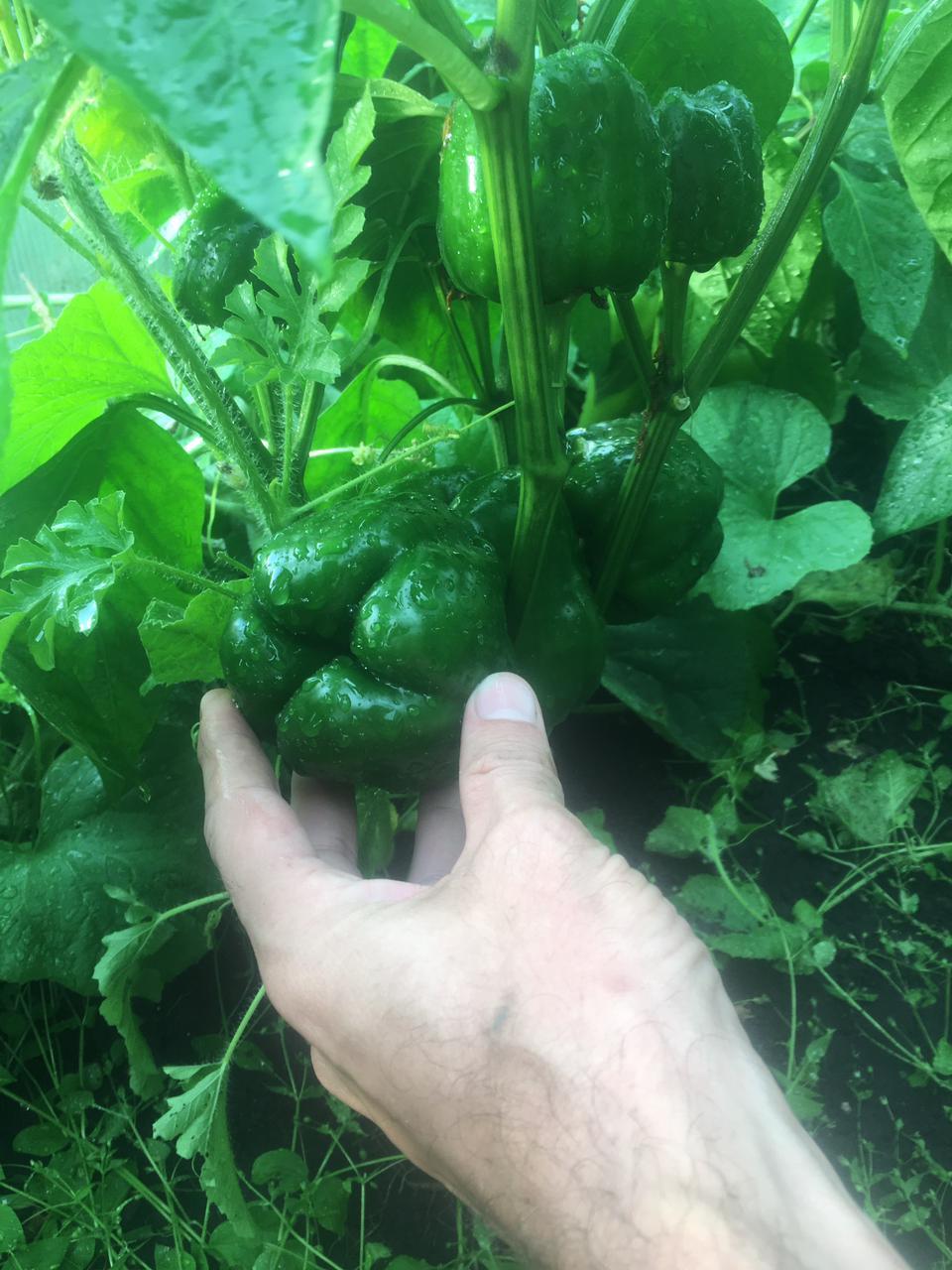 Store-bought pepper experiment - My, Dacha, Pepper, The photo, Experiment, Longpost