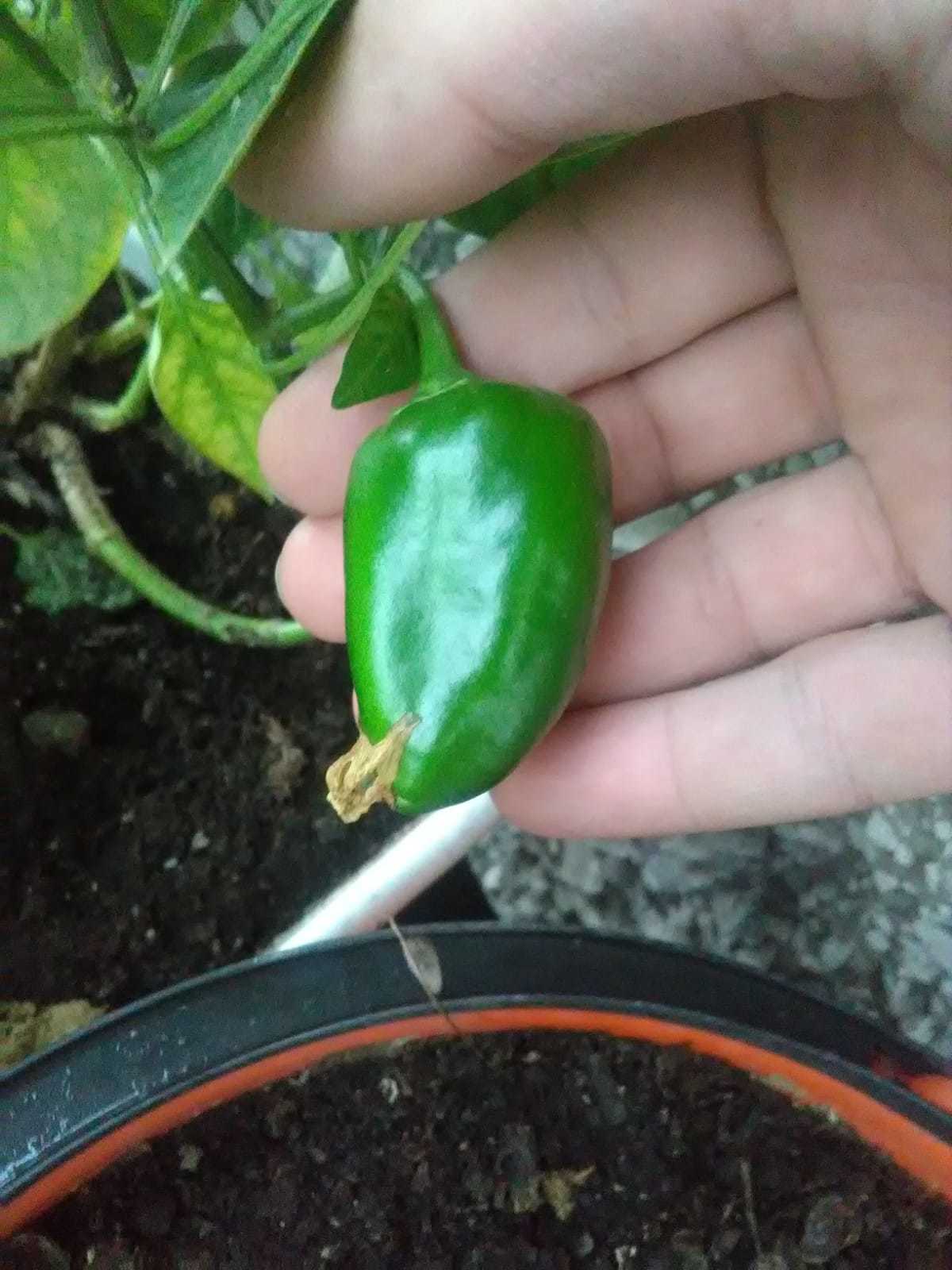 Store-bought pepper experiment - My, Dacha, Pepper, The photo, Experiment, Longpost