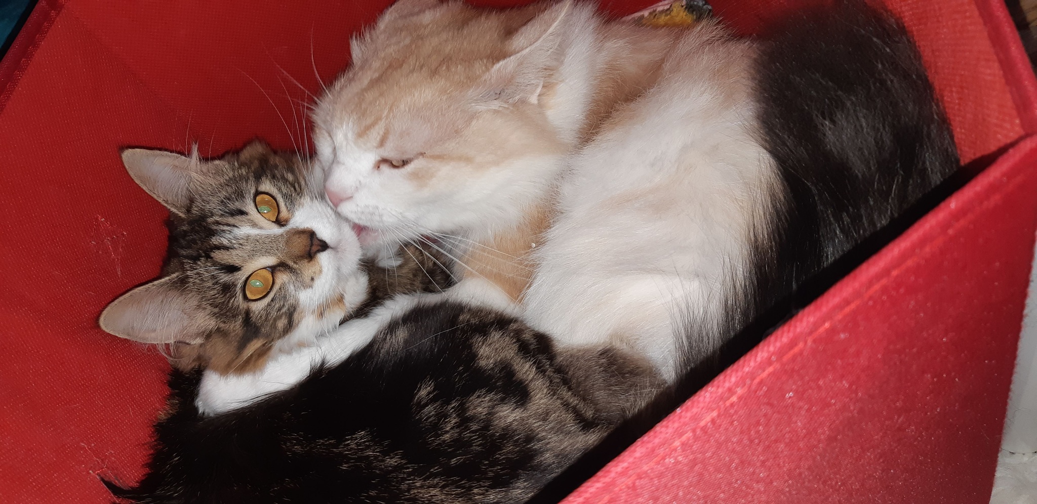 sudden motherhood - My, cat, Motherhood, Animal Rescue, Longpost