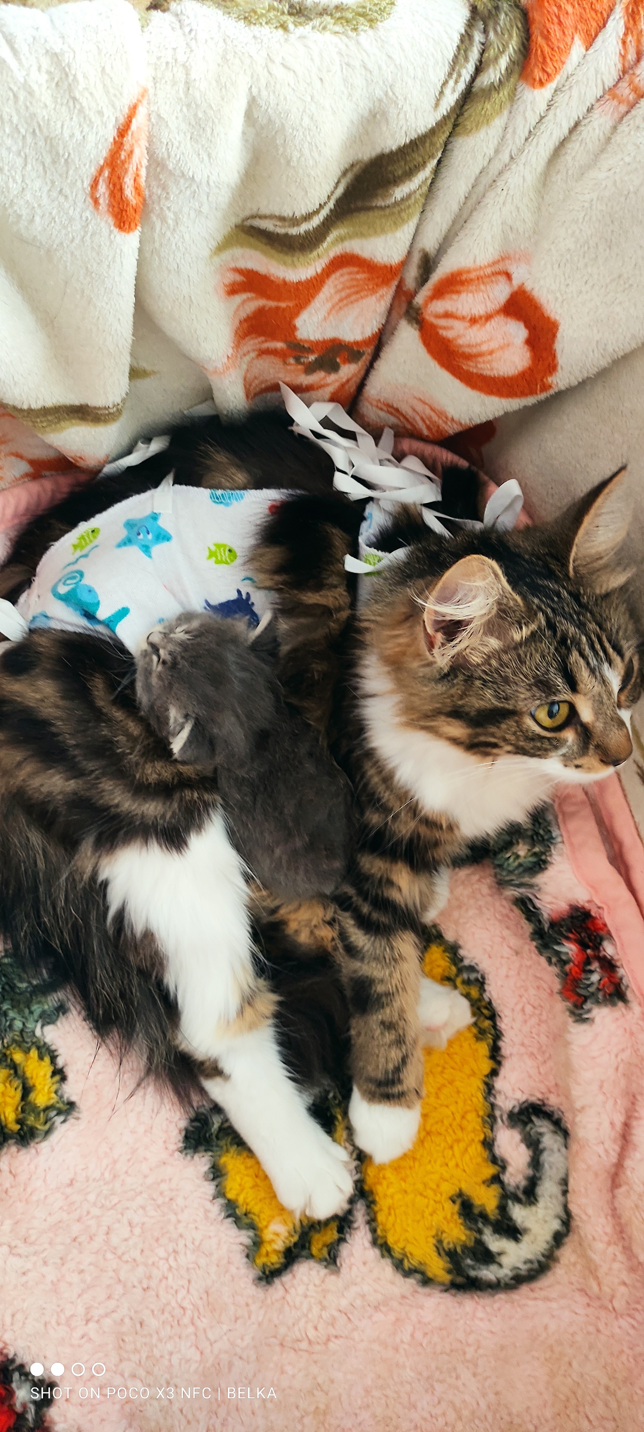 sudden motherhood - My, cat, Motherhood, Animal Rescue, Longpost