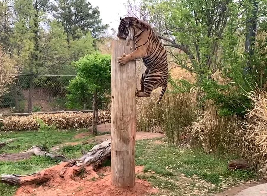 The tiger makes an impressive leap for a treat - Tiger, Big cats, Cat family, Zoo, Animal Rescue, Rare view, Wild animals, Oklahoma City, , USA, Interesting, Bounce, The national geographic, Video, Longpost