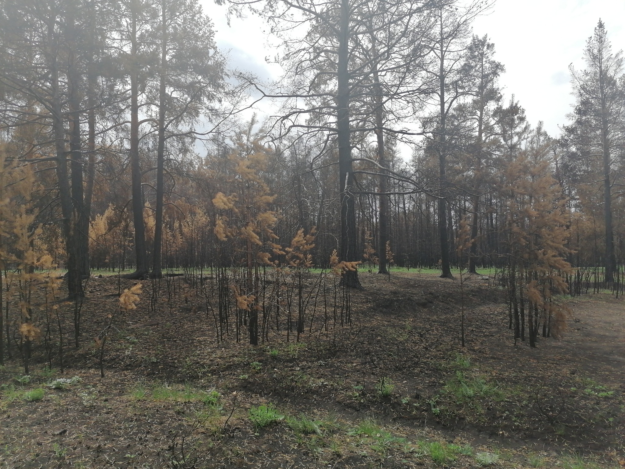 Jabyk. Forest after the fire - My, Negative, No rating, Fire, Video, Longpost