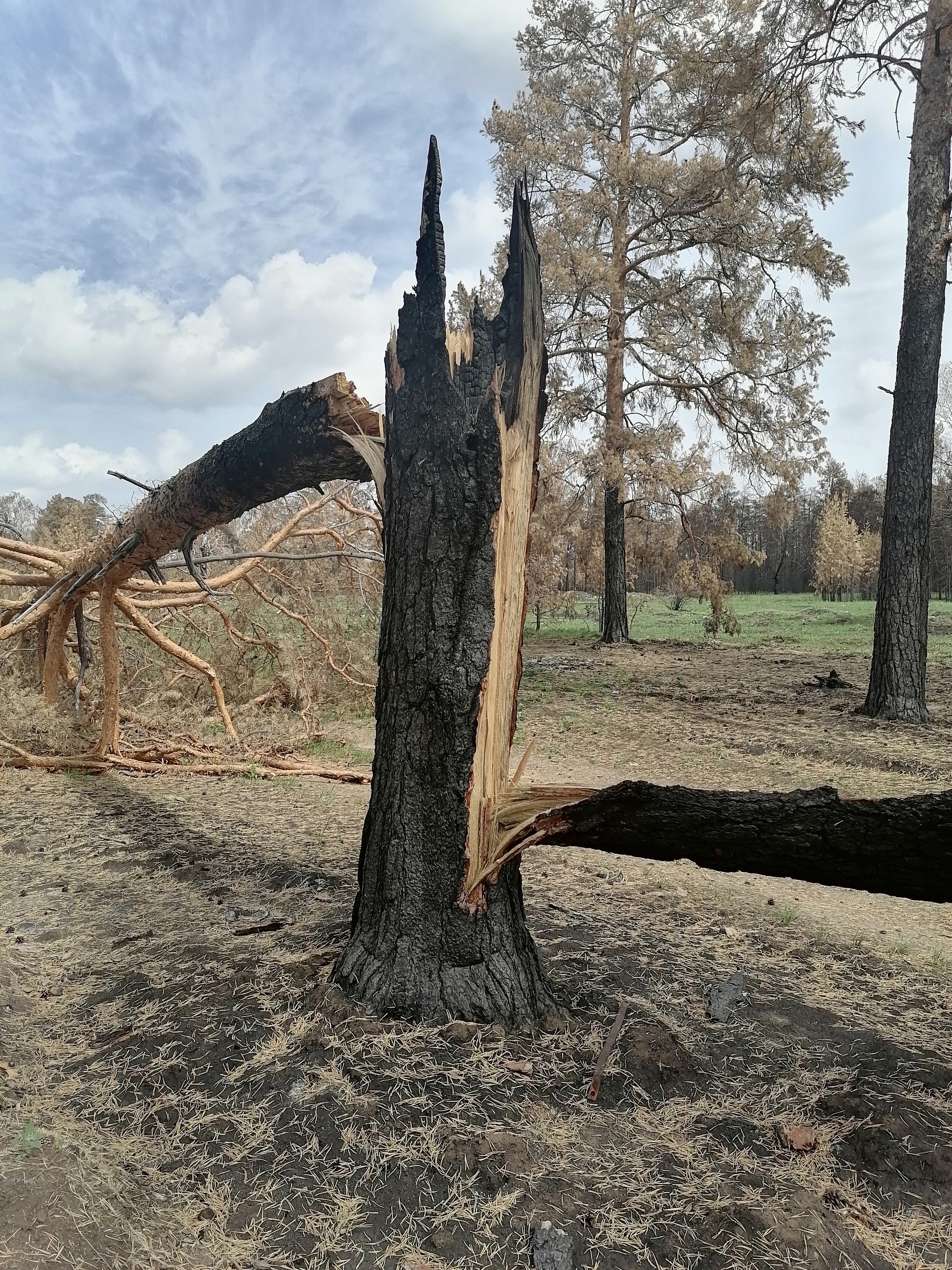 Jabyk. Forest after the fire - My, Negative, No rating, Fire, Video, Longpost