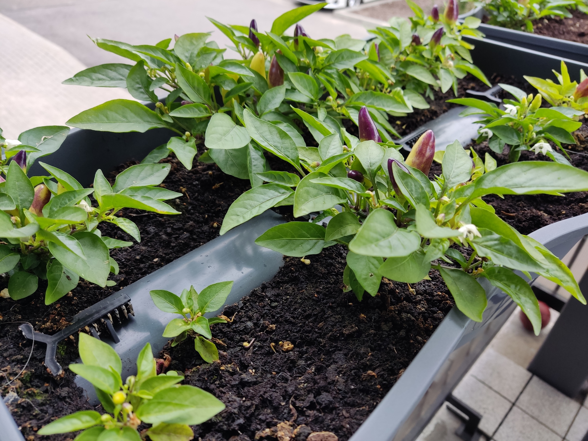 Chili in a pot on the balcony - My, Chile, Pepper, Flower pot, Balcony