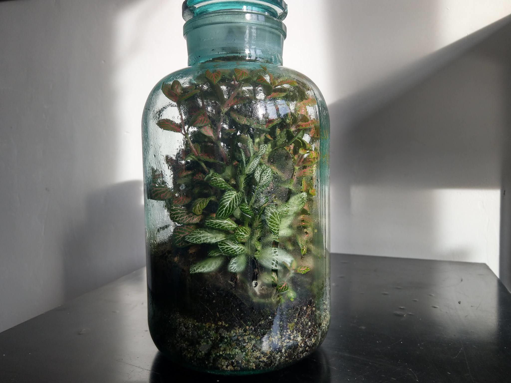 What happened to the plants in a closed jar in three years - My, Nauchpop, Informative, Experiment, Floristics, Biology, Video, Longpost, Closed ecosystem