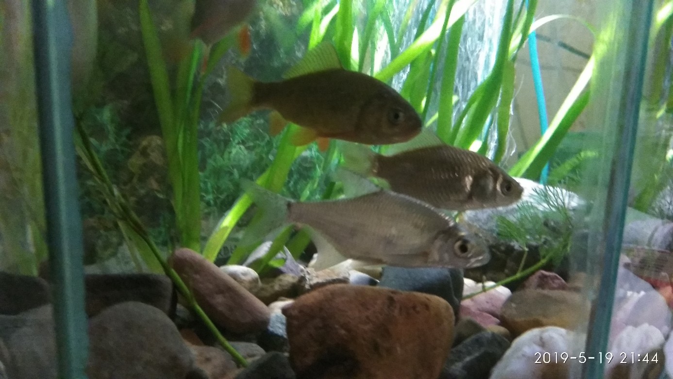 Aquarium with river fish. - My, Aquarium, Perch, Gustera, Carp, Longpost