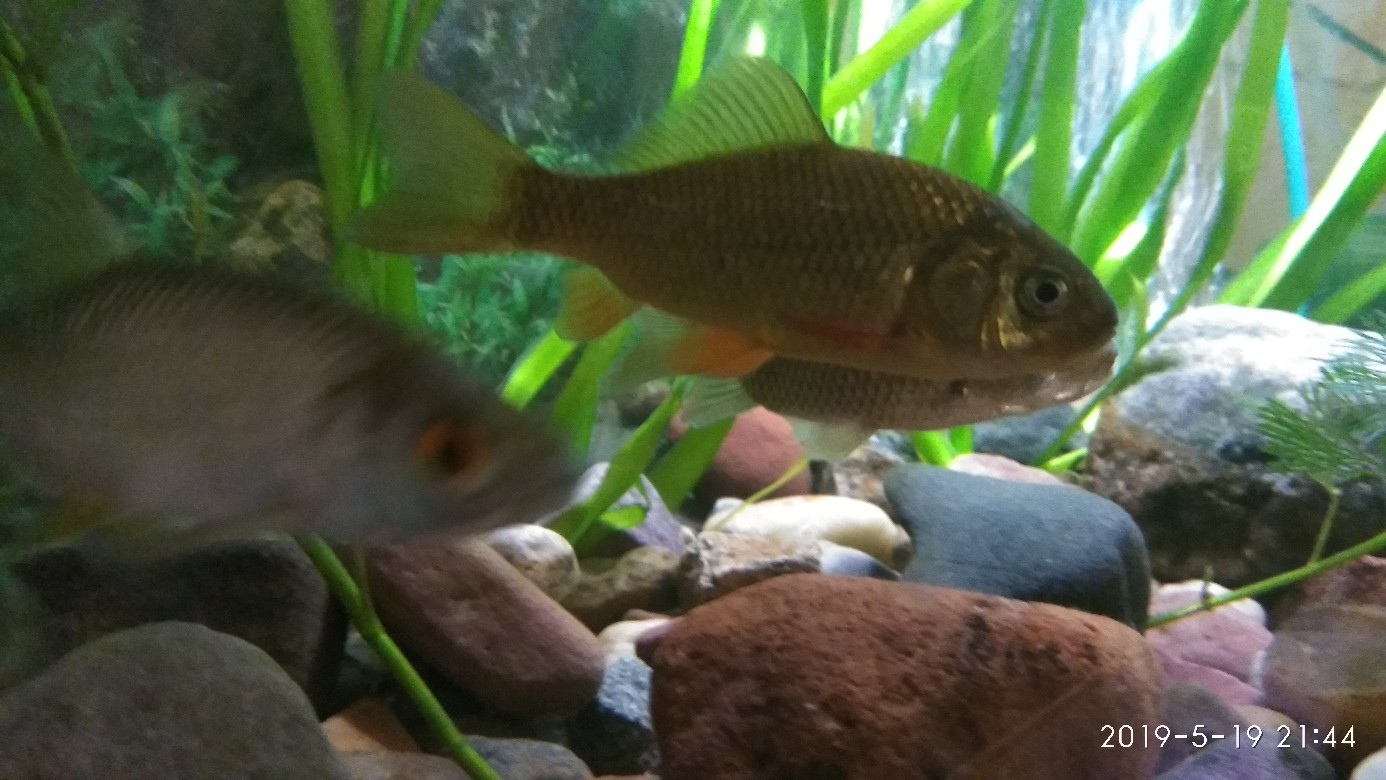 Aquarium with river fish. - My, Aquarium, Perch, Gustera, Carp, Longpost