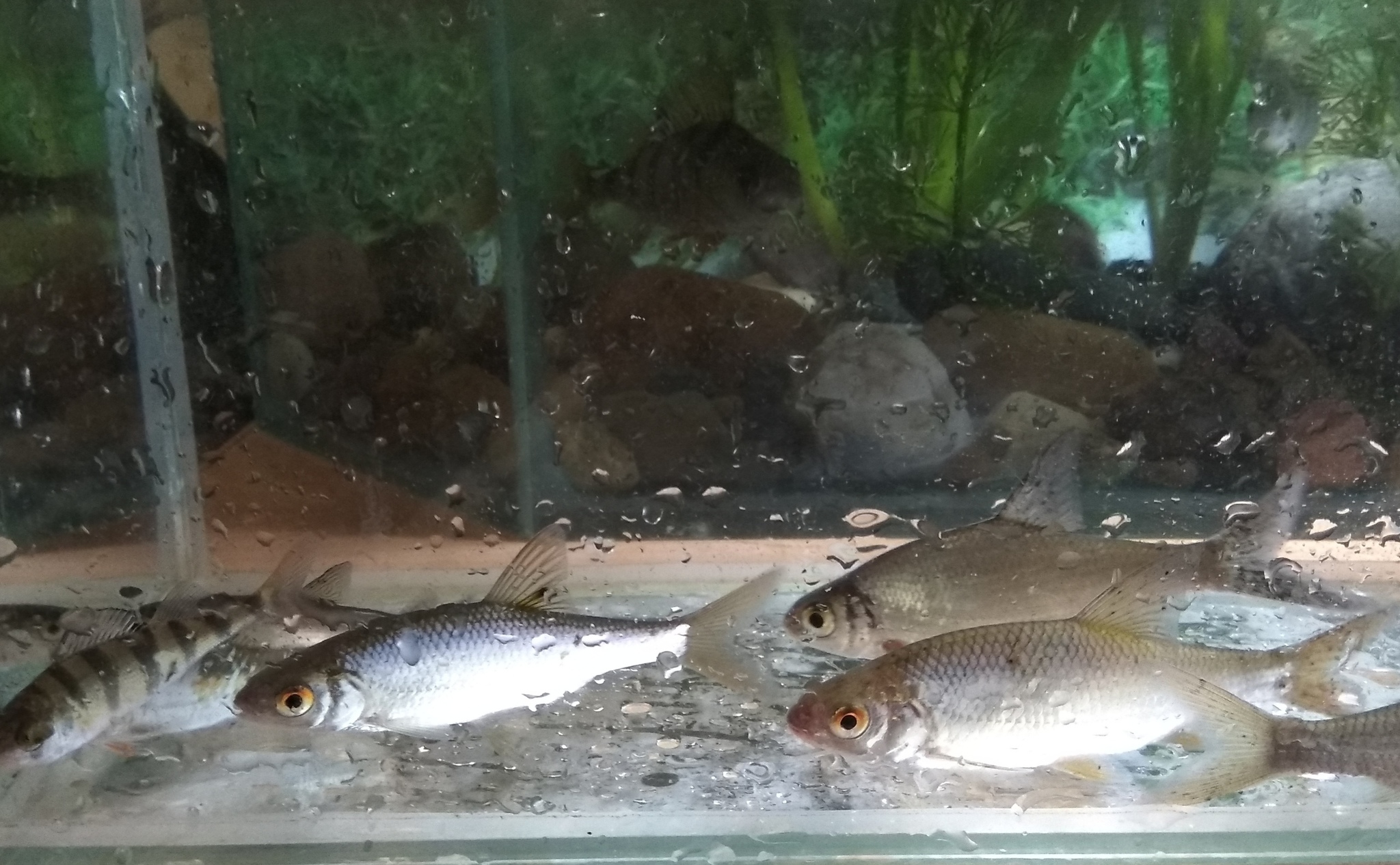 Aquarium with river fish. - My, Aquarium, Perch, Gustera, Carp, Longpost