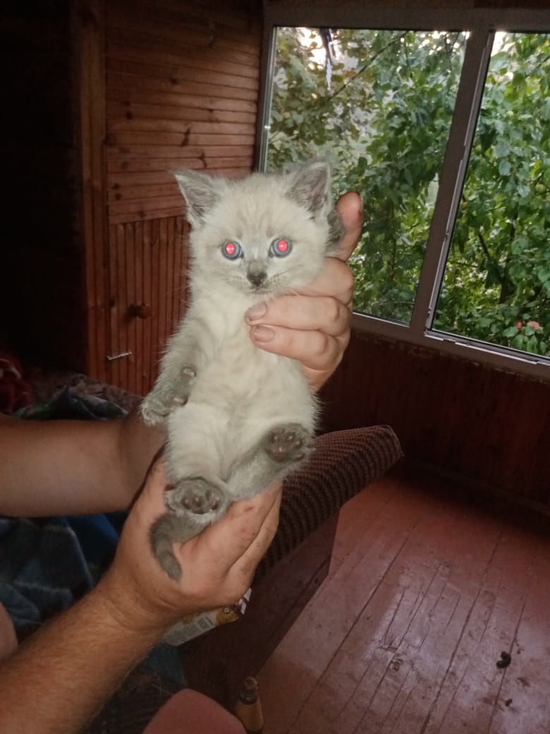 I will give kittens, Moscow region - My, Kittens, No rating, In good hands, Подмосковье, I will give, Longpost, cat