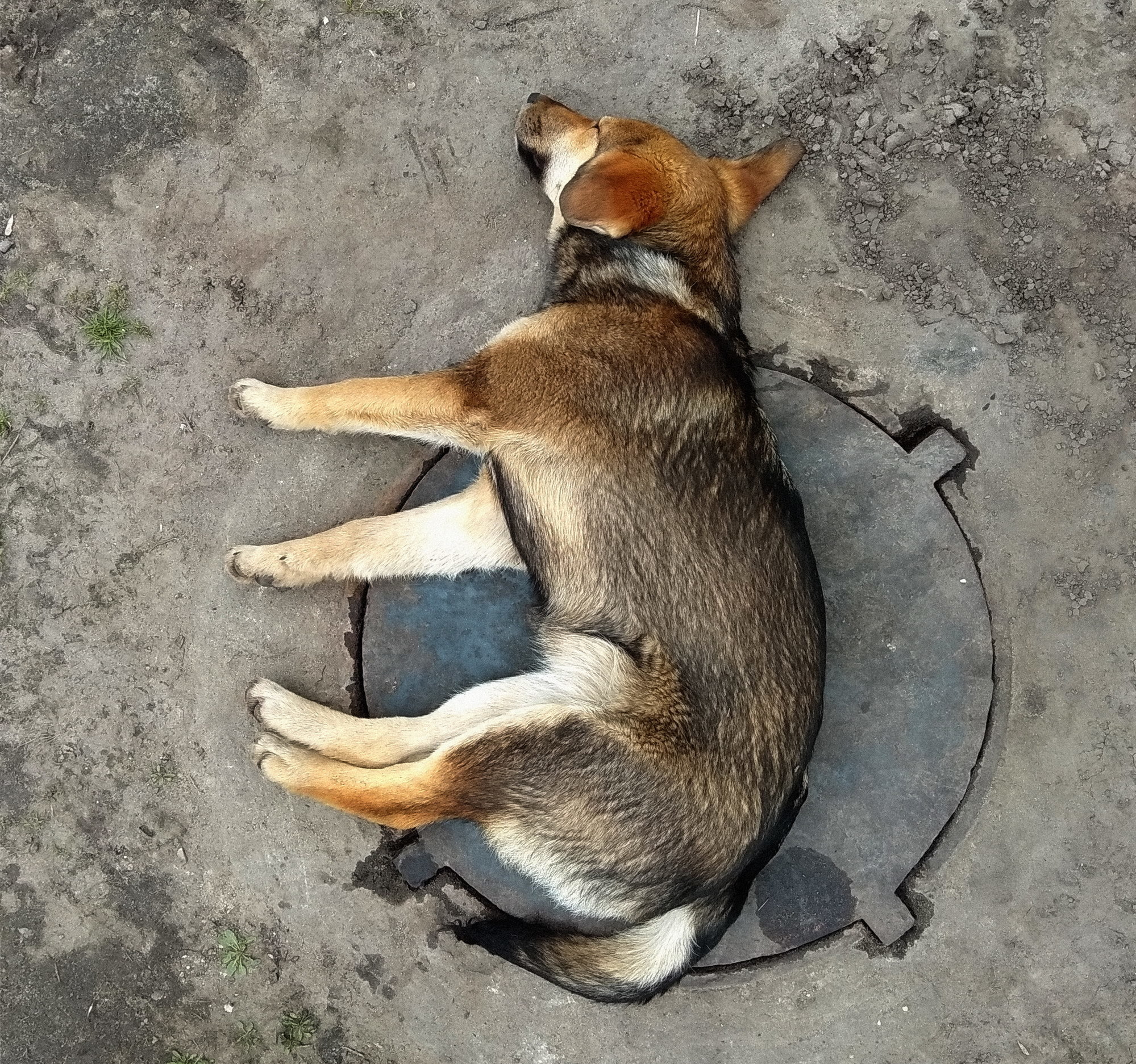 circle dog)) - My, Dog, Sewer hatch, Mobile photography