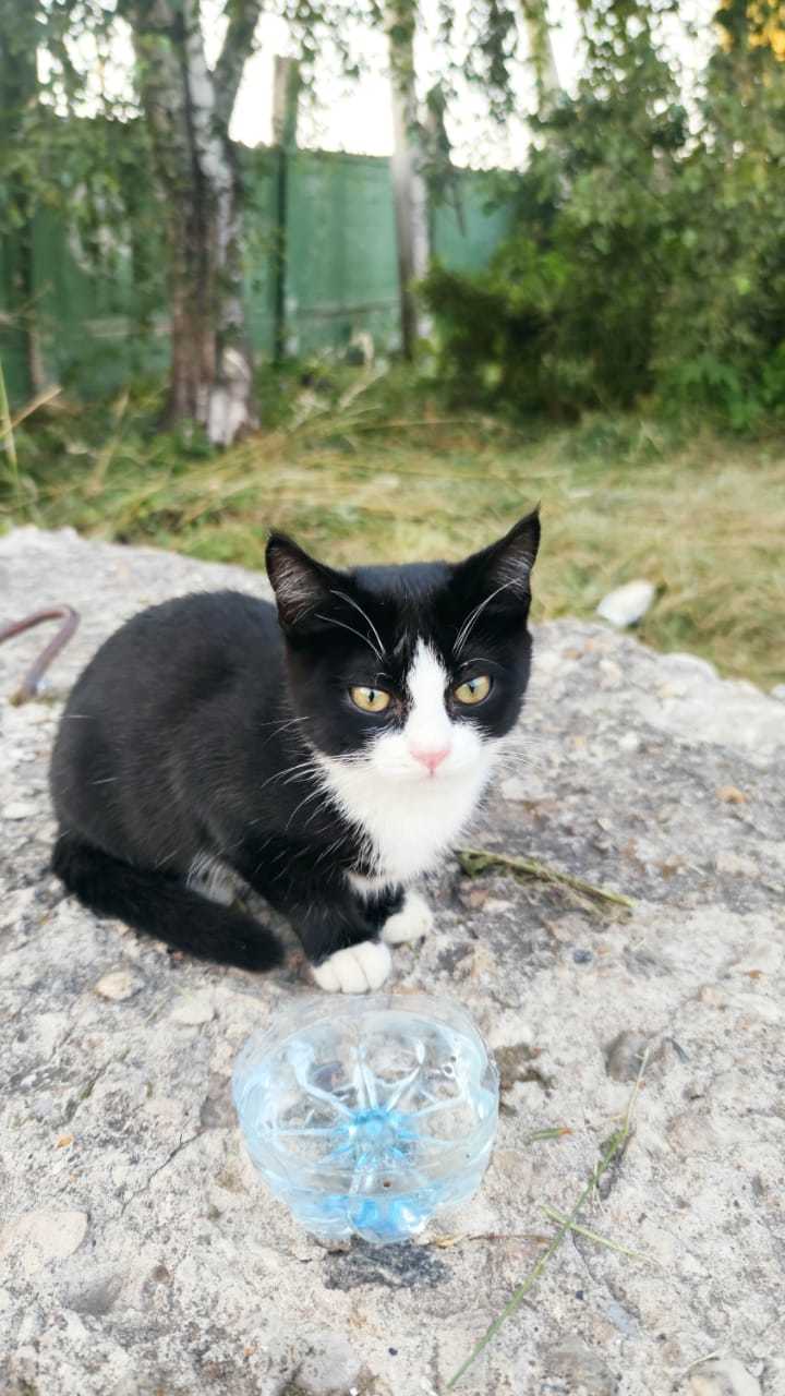 Нужен дом котятам - Москва, Кот, Котята, Лига Добра, В добрые руки, Приют для животных, Без рейтинга