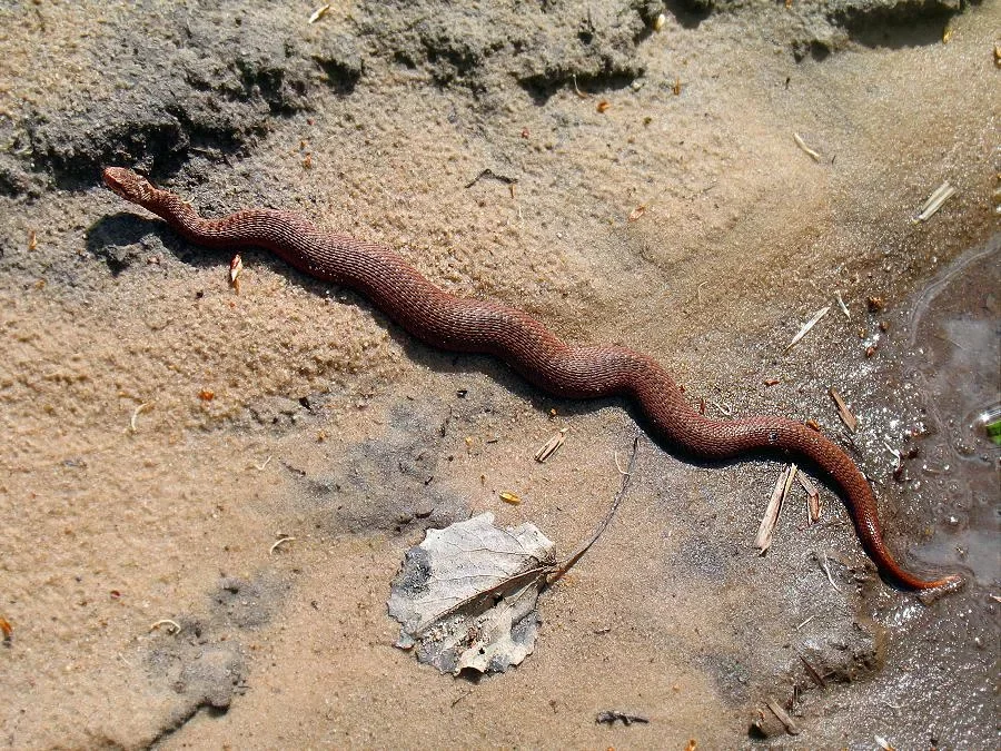 Copperhead: Confuse with a viper and kill. A harmless and useful snake is on the verge of extinction due to our ignorance - Snake, Animals, Verdigris, Nature, Animal book, Yandex Zen, Longpost