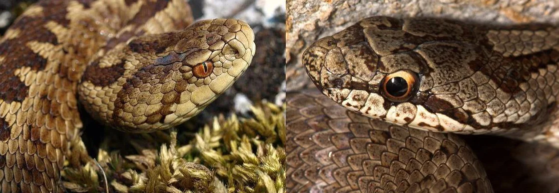 Copperhead: Confuse with a viper and kill. A harmless and useful snake is on the verge of extinction due to our ignorance - Snake, Animals, Verdigris, Nature, Animal book, Yandex Zen, Longpost