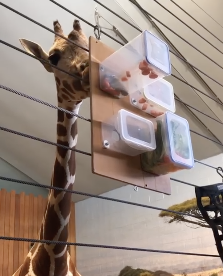 Environmental enrichment for giraffes - My, Giraffe, , Kaliningrad Zoo, Kaliningrad, Animals, Care and maintenance, Africa, Zoo, Longpost