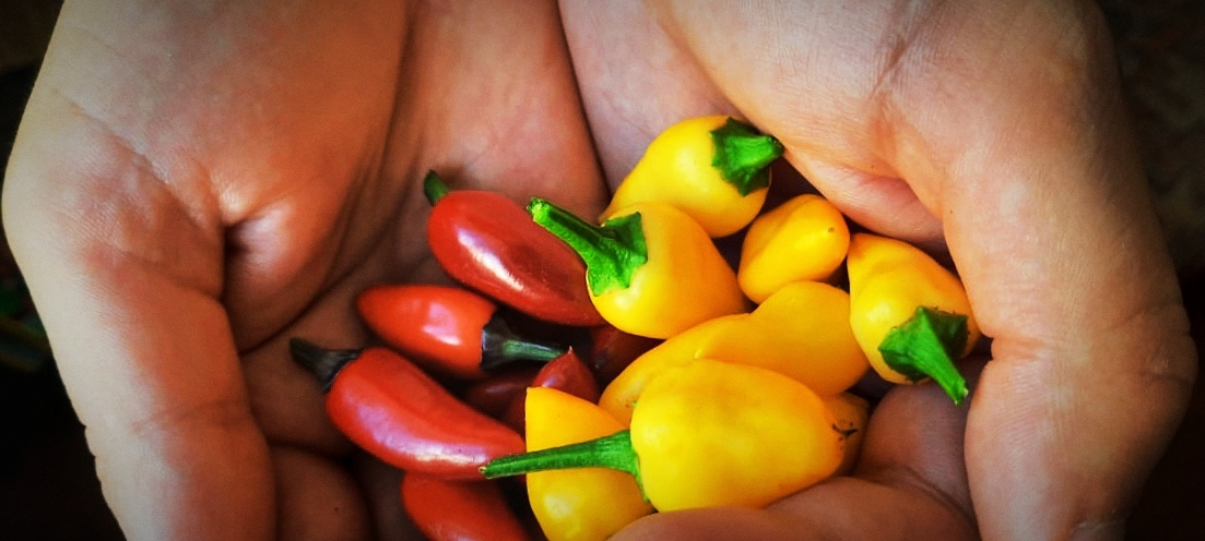 handful of harvest - My, Hot peppers, The photo, Harvest