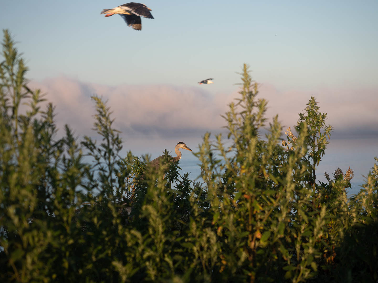 A few days on a desert island - My, Uninhabited island, Дальний Восток, Primorsky Krai, Sea, wildlife, Longpost