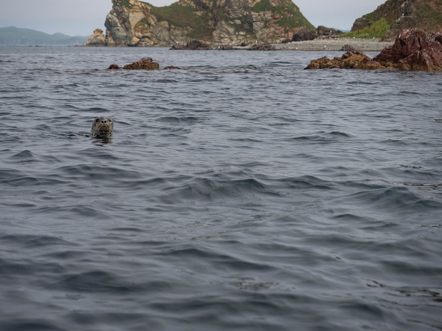 A few days on a desert island - My, Uninhabited island, Дальний Восток, Primorsky Krai, Sea, wildlife, Longpost