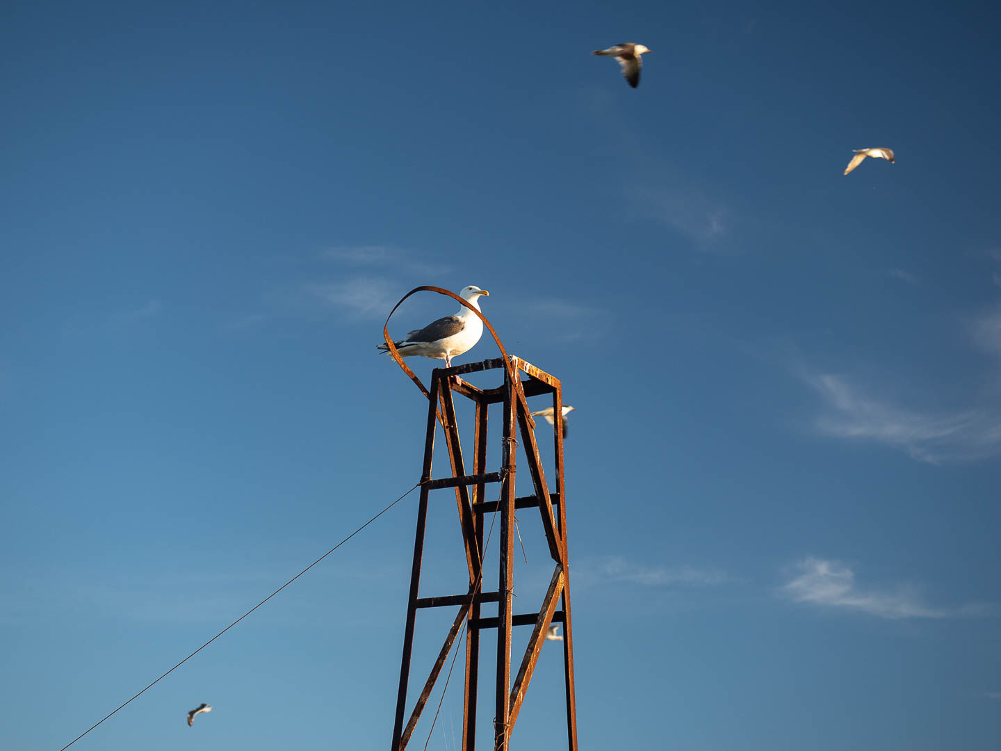 A few days on a desert island - My, Uninhabited island, Дальний Восток, Primorsky Krai, Sea, wildlife, Longpost