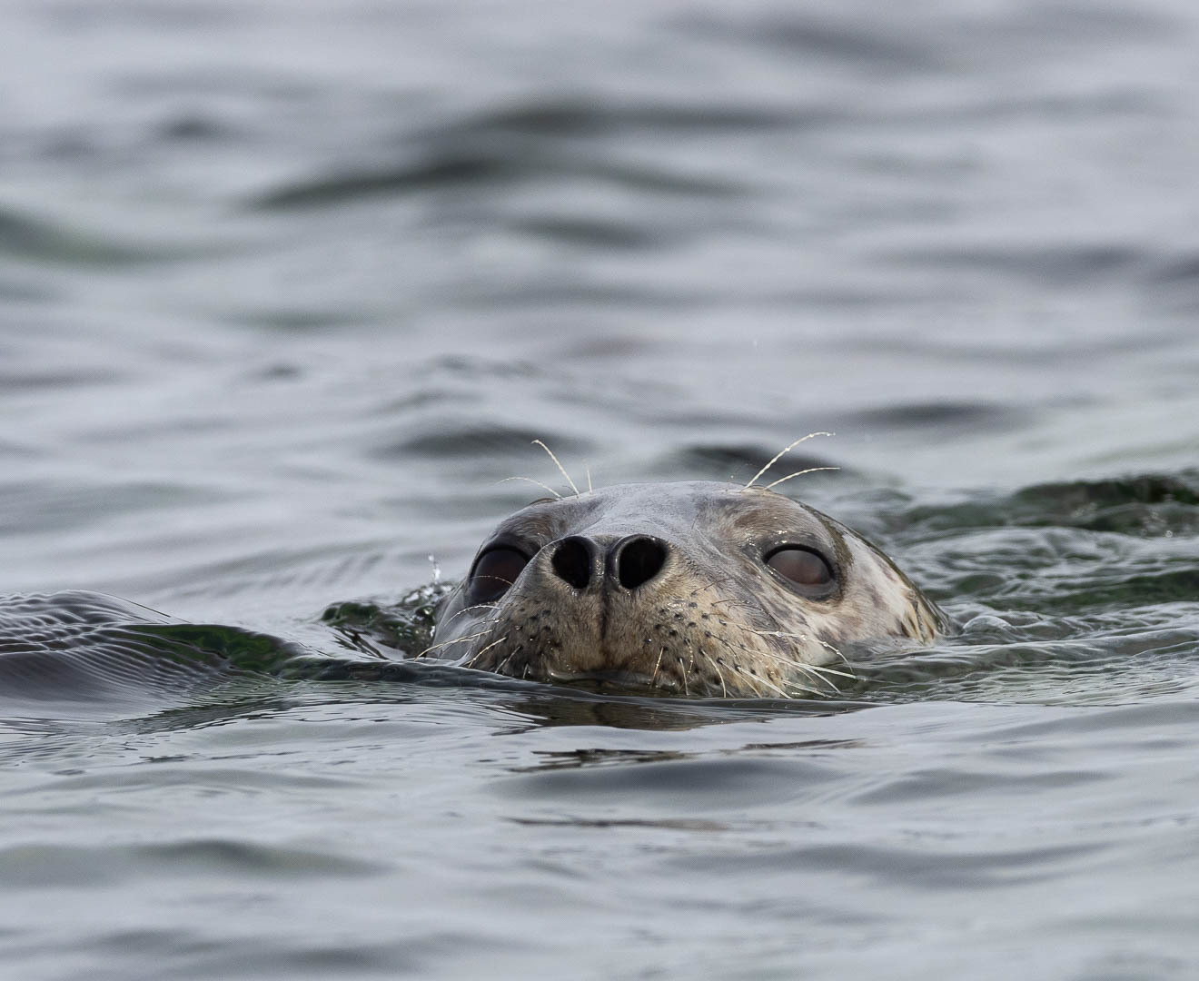 A few days on a desert island - My, Uninhabited island, Дальний Восток, Primorsky Krai, Sea, wildlife, Longpost