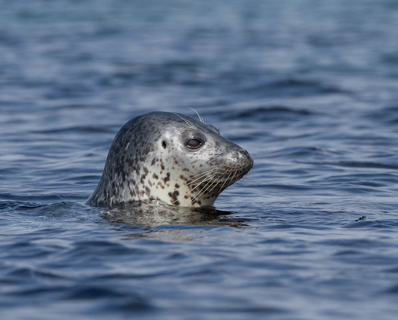 A few days on a desert island - My, Uninhabited island, Дальний Восток, Primorsky Krai, Sea, wildlife, Longpost