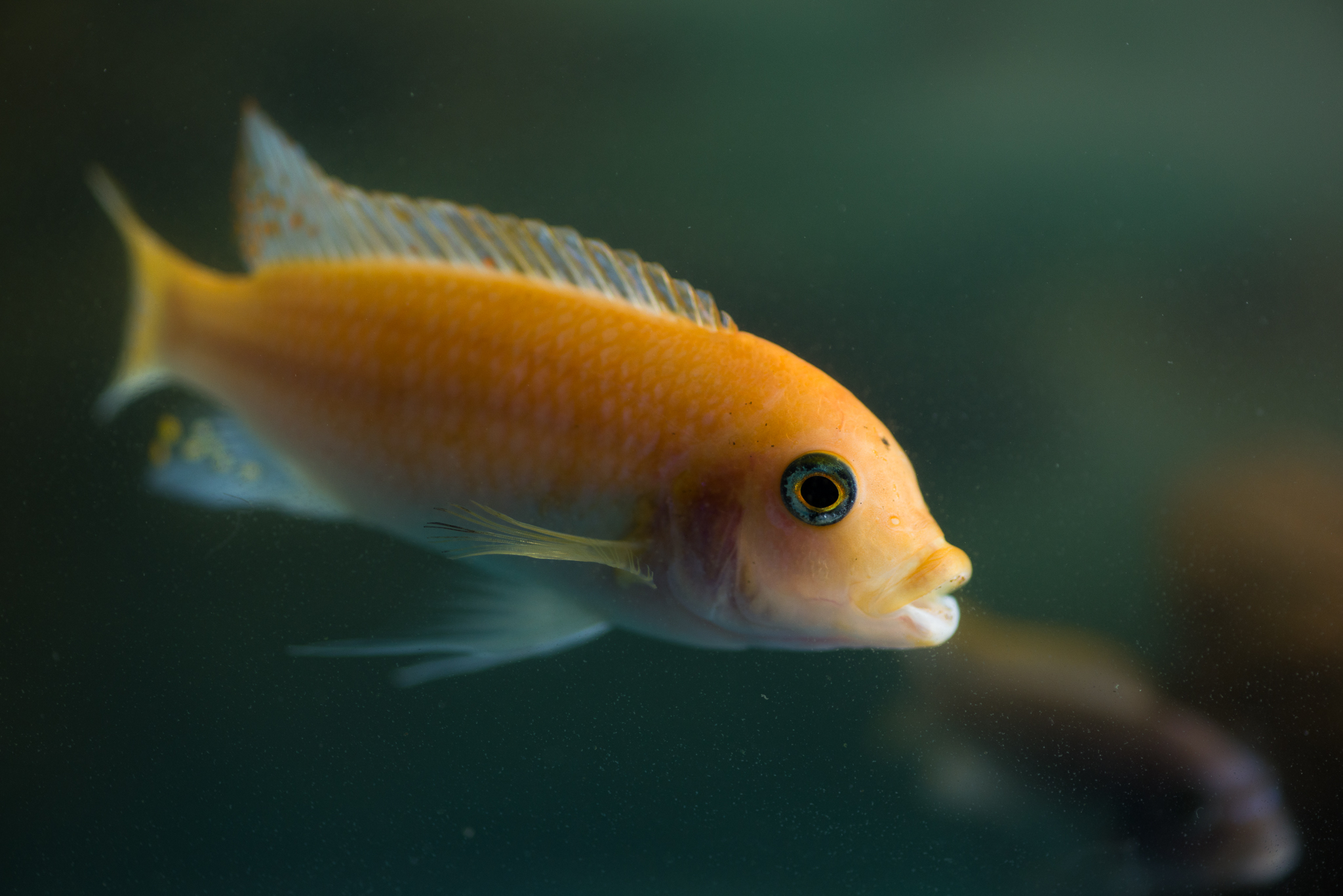 About fish - My, Do you sell fish?, A fish, Aquarium fish, Cichlids, Catfish, Longpost