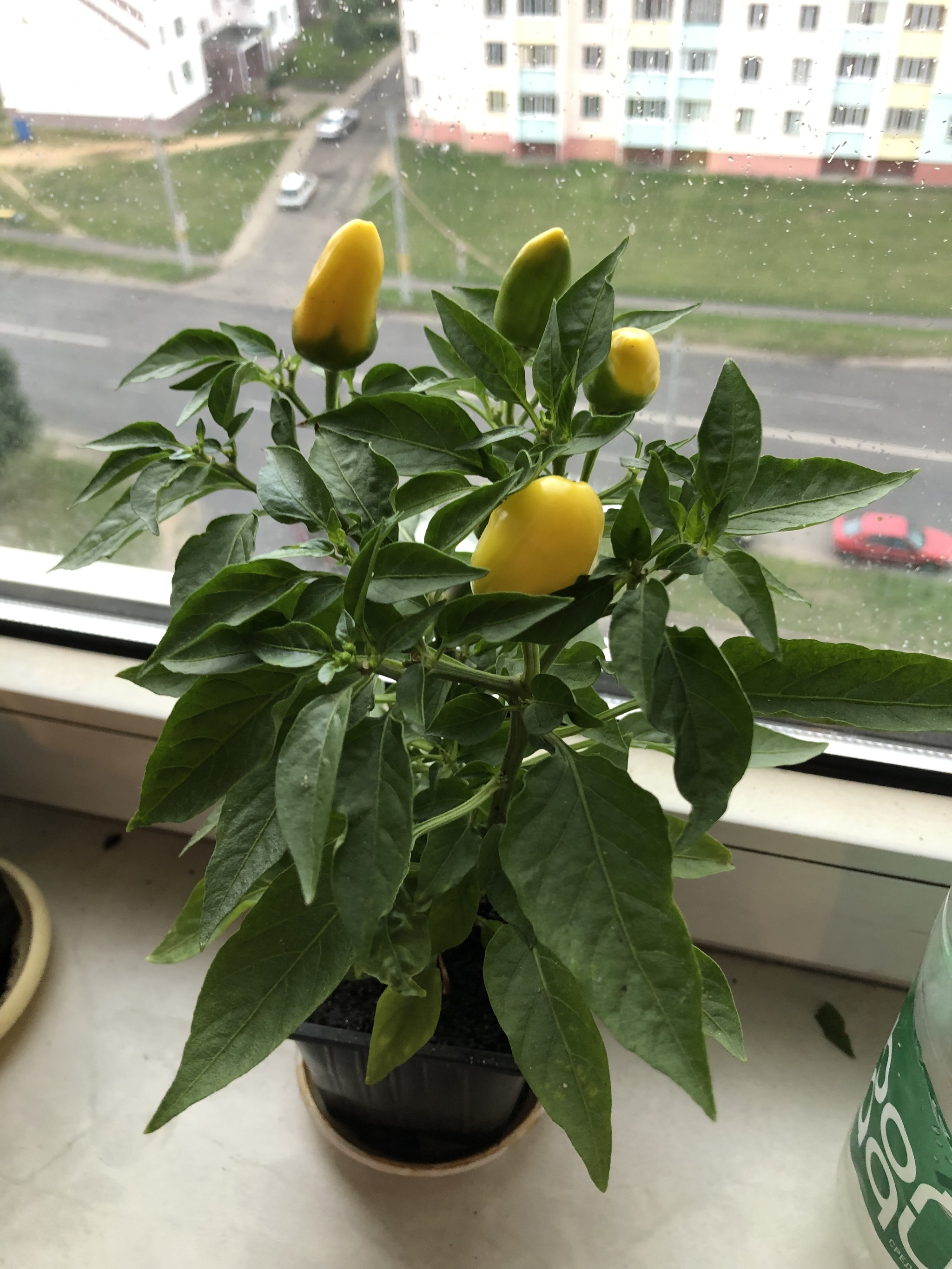 Tell me the varieties of peppers - My, Hot peppers, Spicy, Longpost