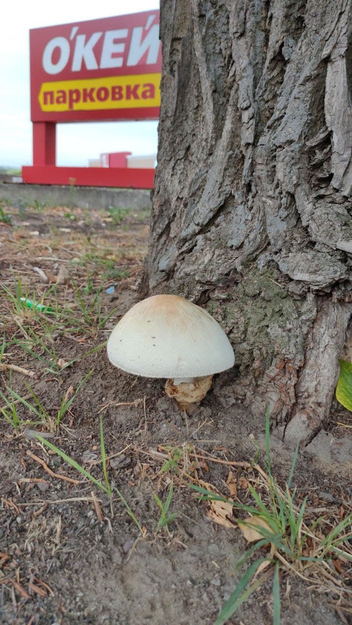 City hunting - My, Mushrooms, City walk, Mobile photography, Nizhny Novgorod