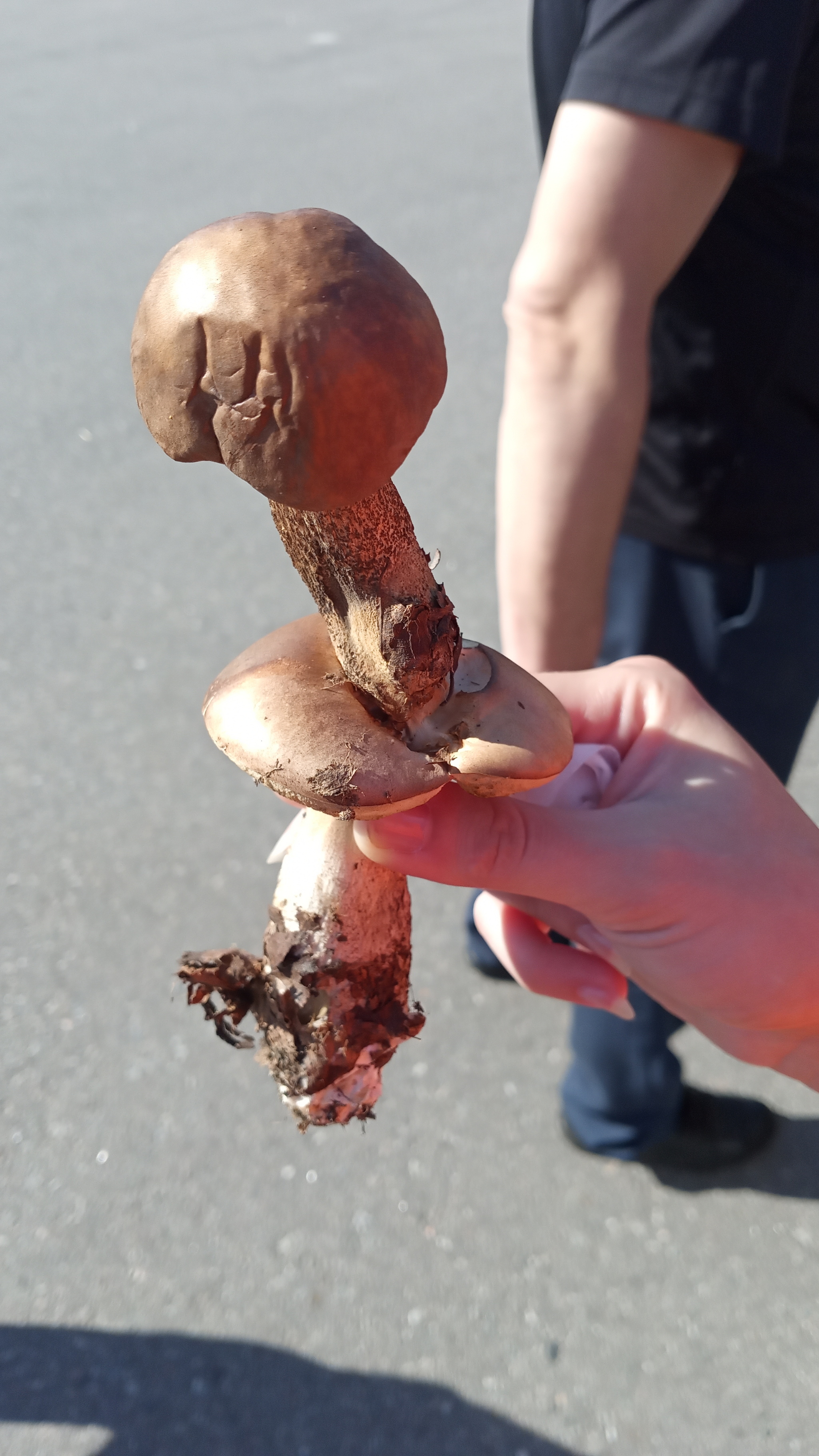 Mushroom lewdness - Mushrooms, Oddities