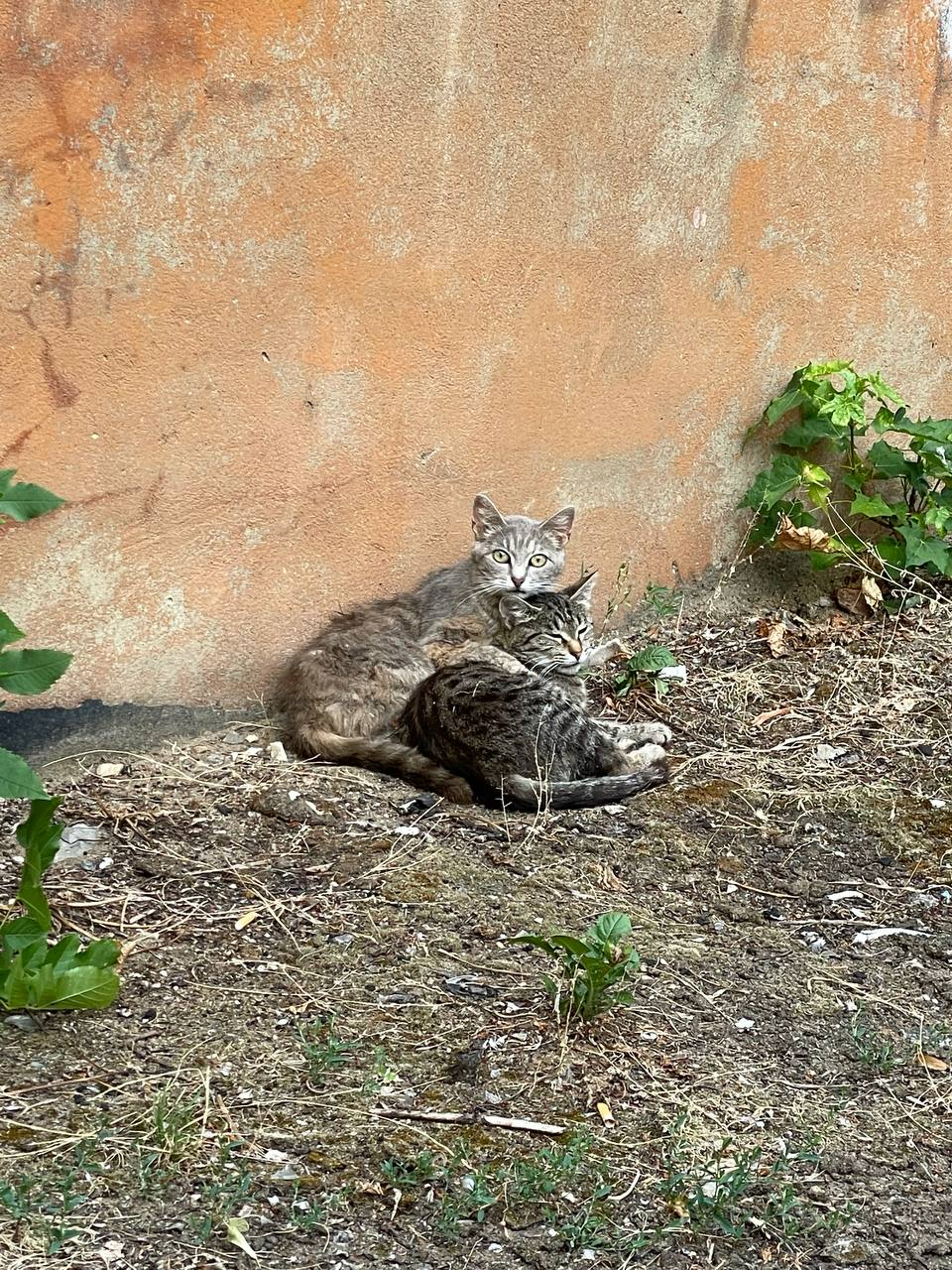 Дворовые котики: Молли (слева) и Шура (справа) - Моё, Кот, Фотография