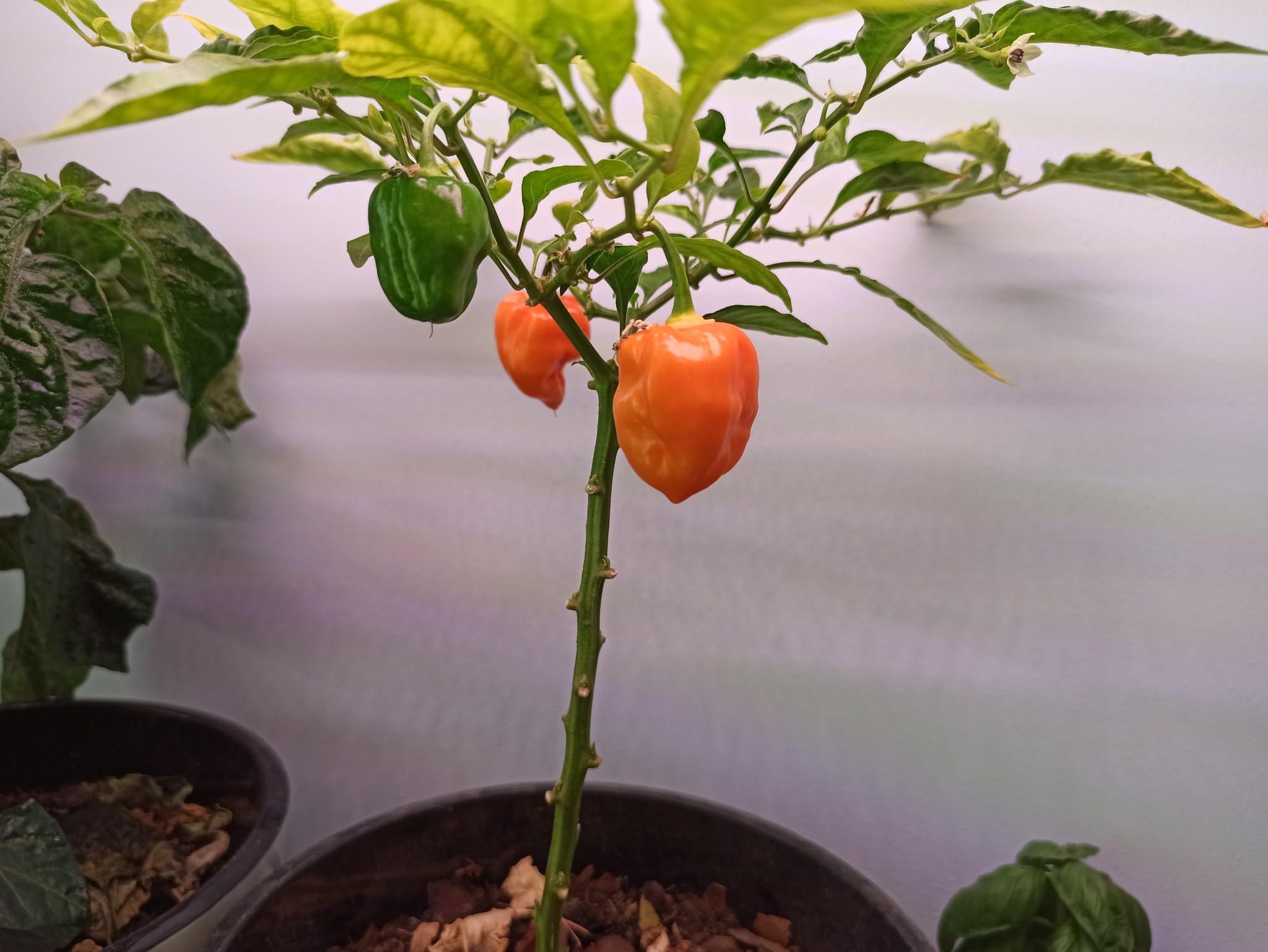 Tell me please. - My, Hot peppers, Botany