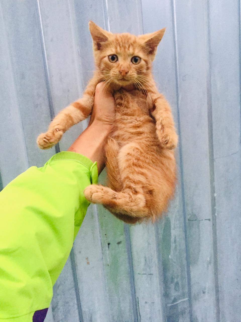 Маленький рыжий котенок с дач ищет свой дом. Мальчик, 2 месяца.  Санкт-Петербург, Ленинградская область | Пикабу