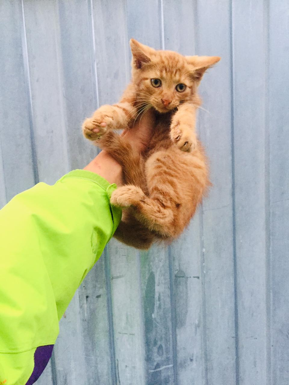 Маленький рыжий котенок с дач ищет свой дом. Мальчик, 2 месяца.  Санкт-Петербург, Ленинградская область | Пикабу