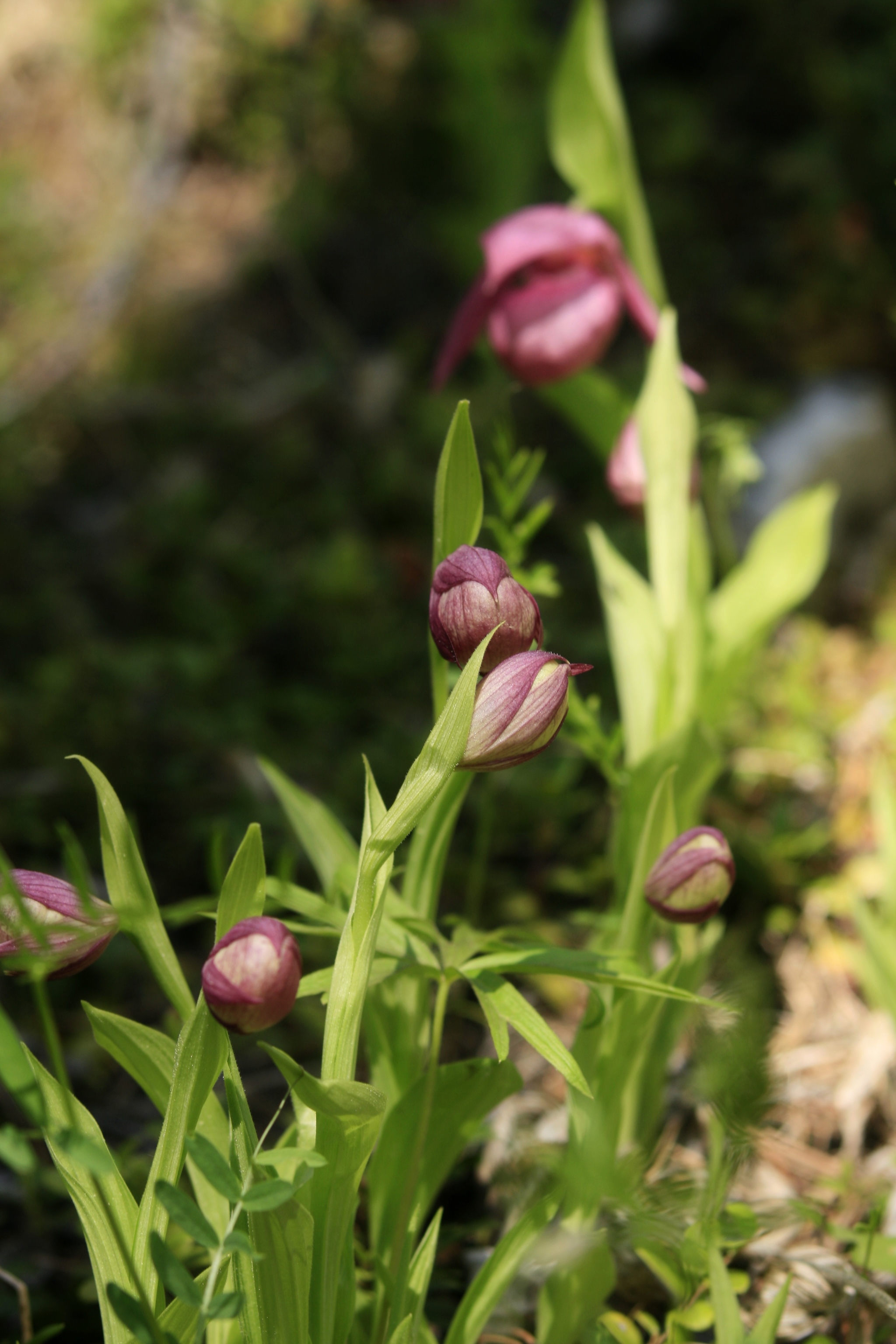 Summer in Yakutia begins with the flowering of northern orchids - My, Yakutia, Olekminsk, Orchids, Taiga, lady's slipper, Longpost