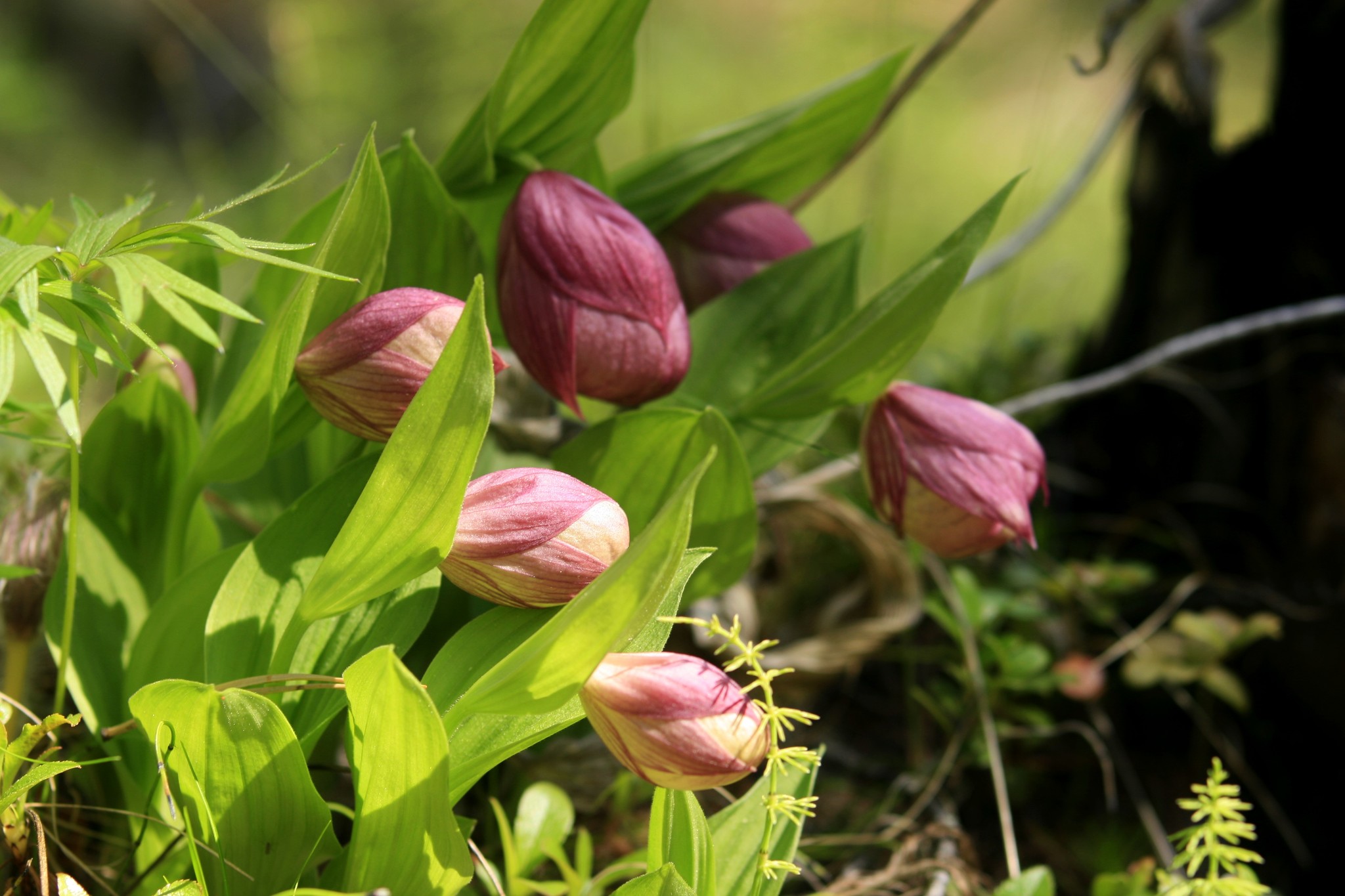 Summer in Yakutia begins with the flowering of northern orchids - My, Yakutia, Olekminsk, Orchids, Taiga, lady's slipper, Longpost