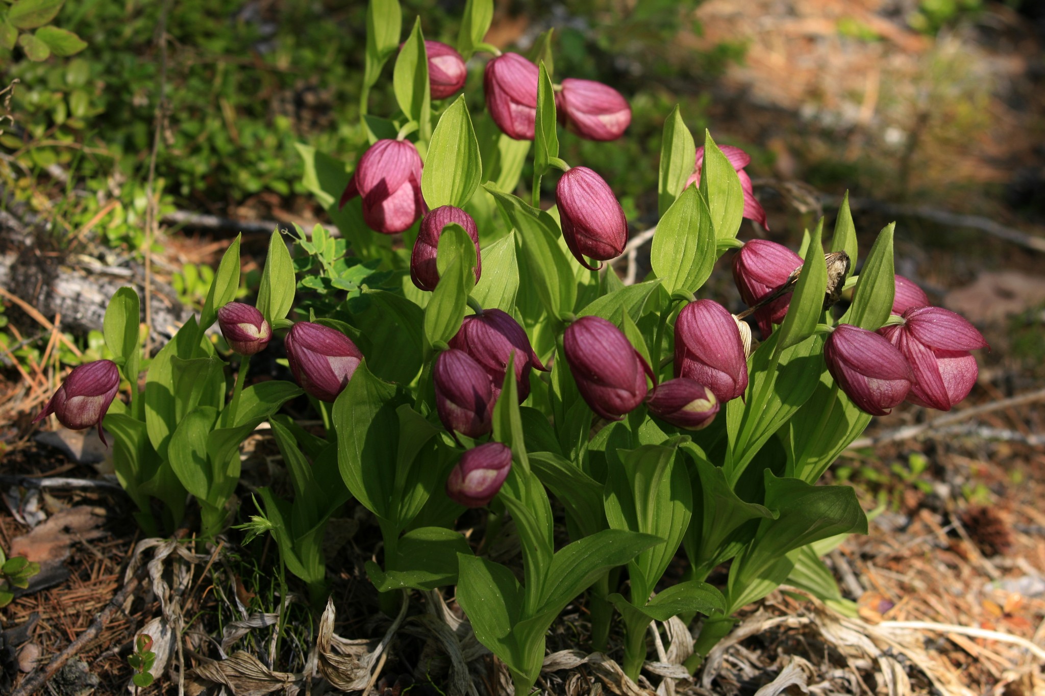 Summer in Yakutia begins with the flowering of northern orchids - My, Yakutia, Olekminsk, Orchids, Taiga, lady's slipper, Longpost