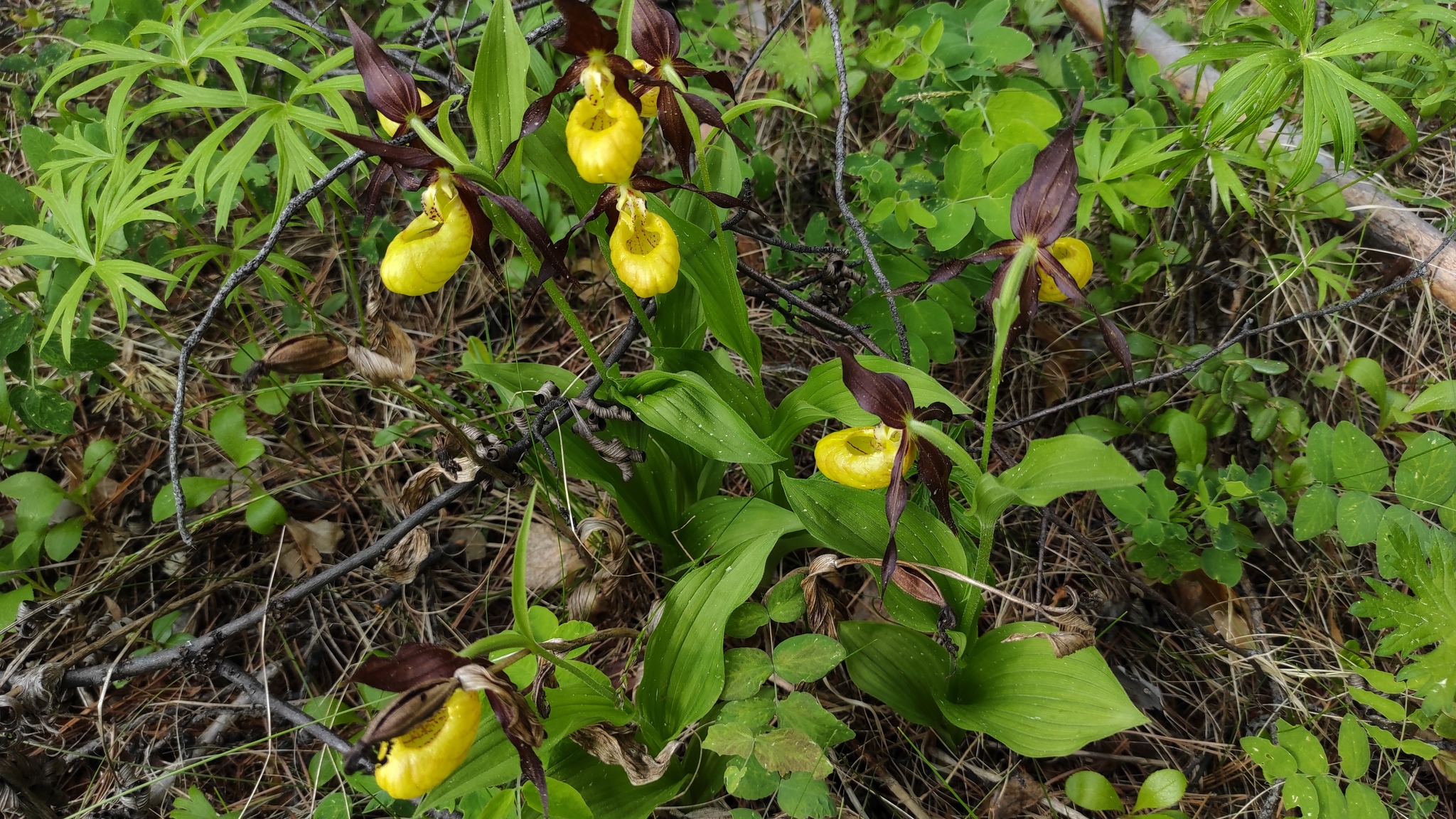 Summer in Yakutia begins with the flowering of northern orchids - My, Yakutia, Olekminsk, Orchids, Taiga, lady's slipper, Longpost