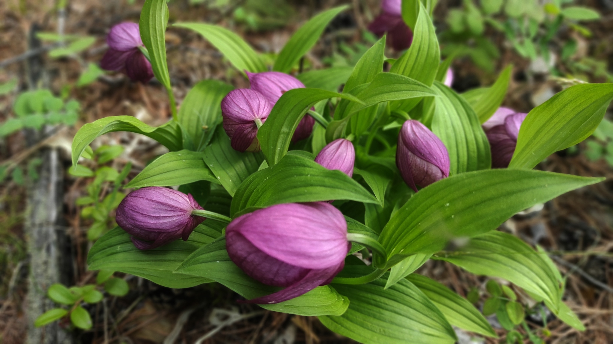 Summer in Yakutia begins with the flowering of northern orchids - My, Yakutia, Olekminsk, Orchids, Taiga, lady's slipper, Longpost