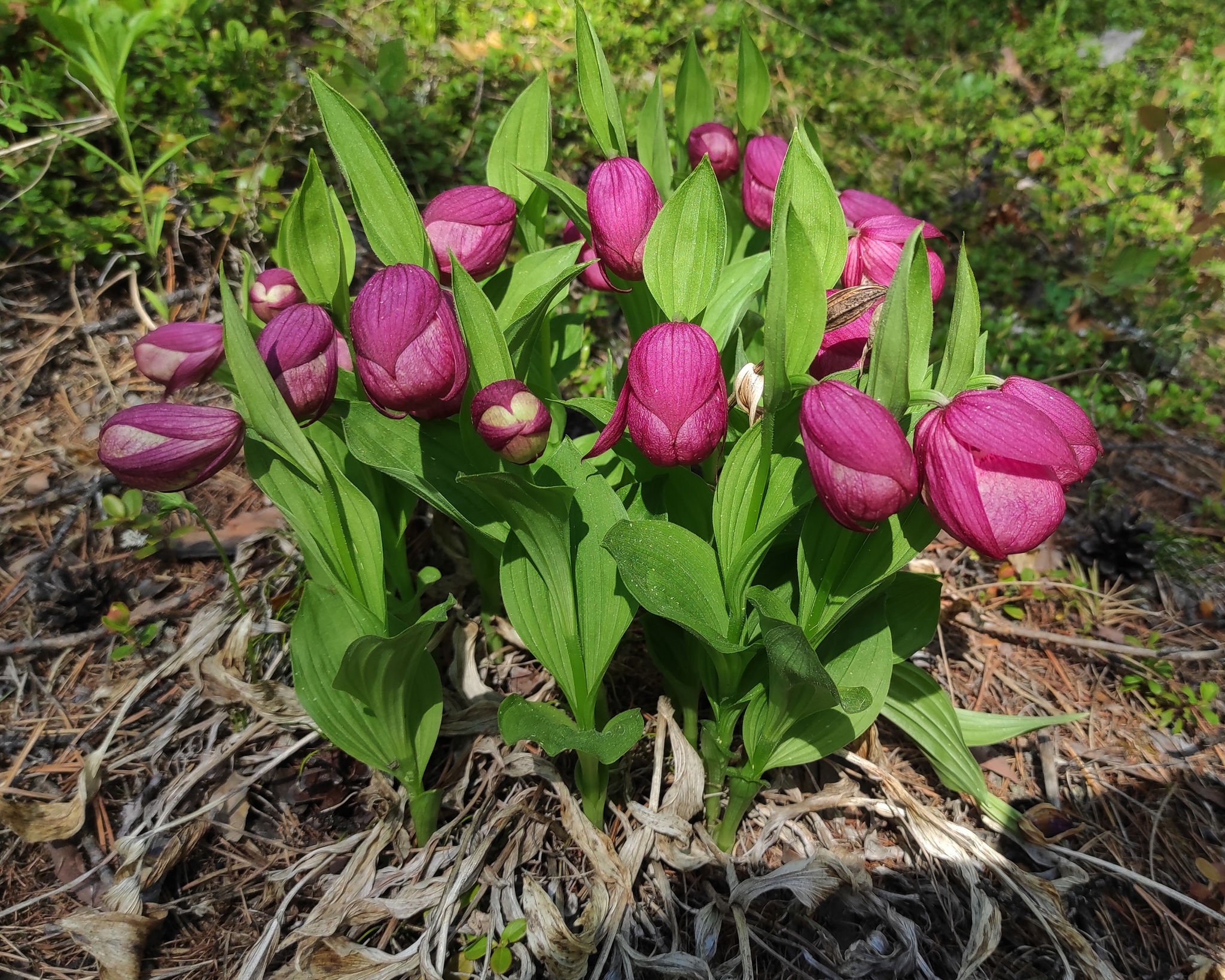 Summer in Yakutia begins with the flowering of northern orchids - My, Yakutia, Olekminsk, Orchids, Taiga, lady's slipper, Longpost