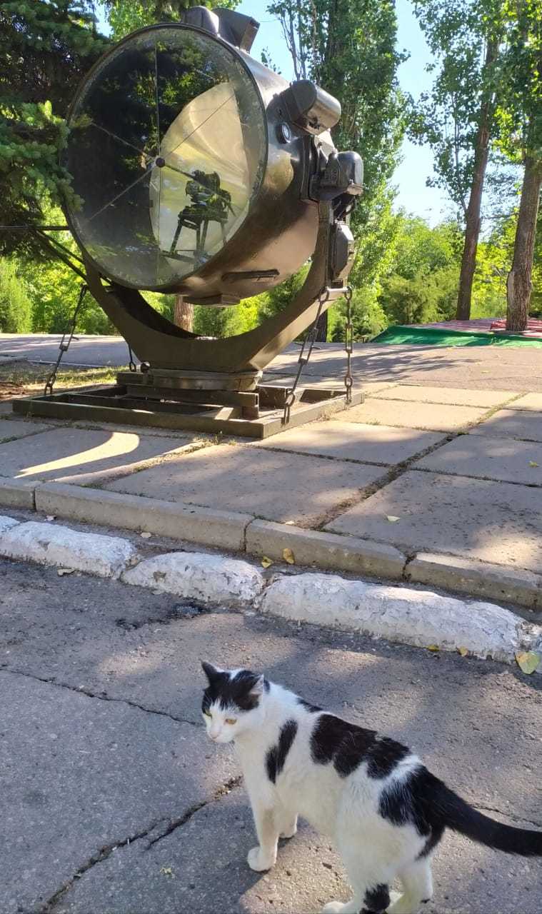 A new version of the cat with a lamp - My, cat, Spotlight, Saratov, Victory park, The photo