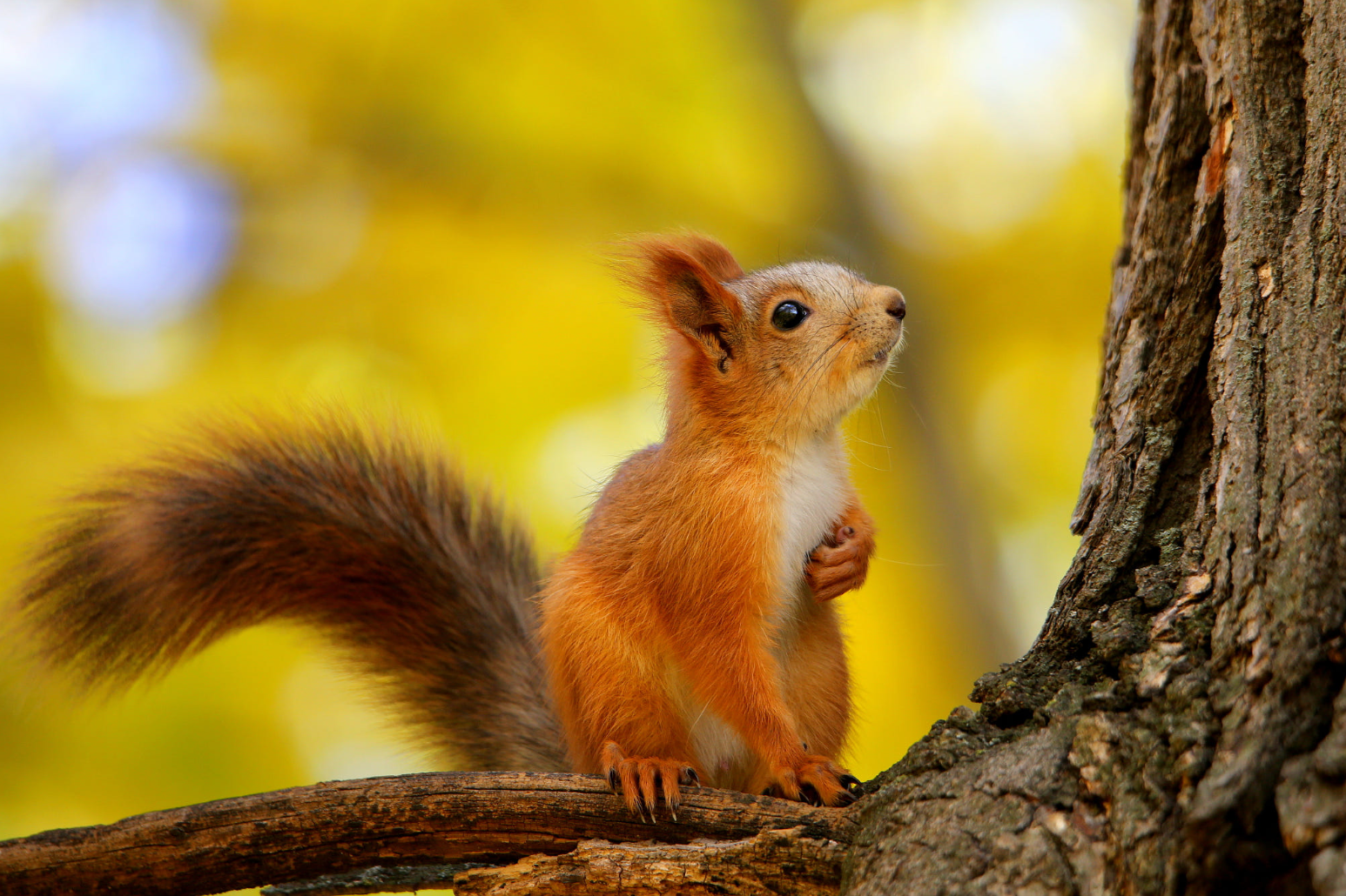 cute baby squirrel - The photo, Squirrel, Animals, 
