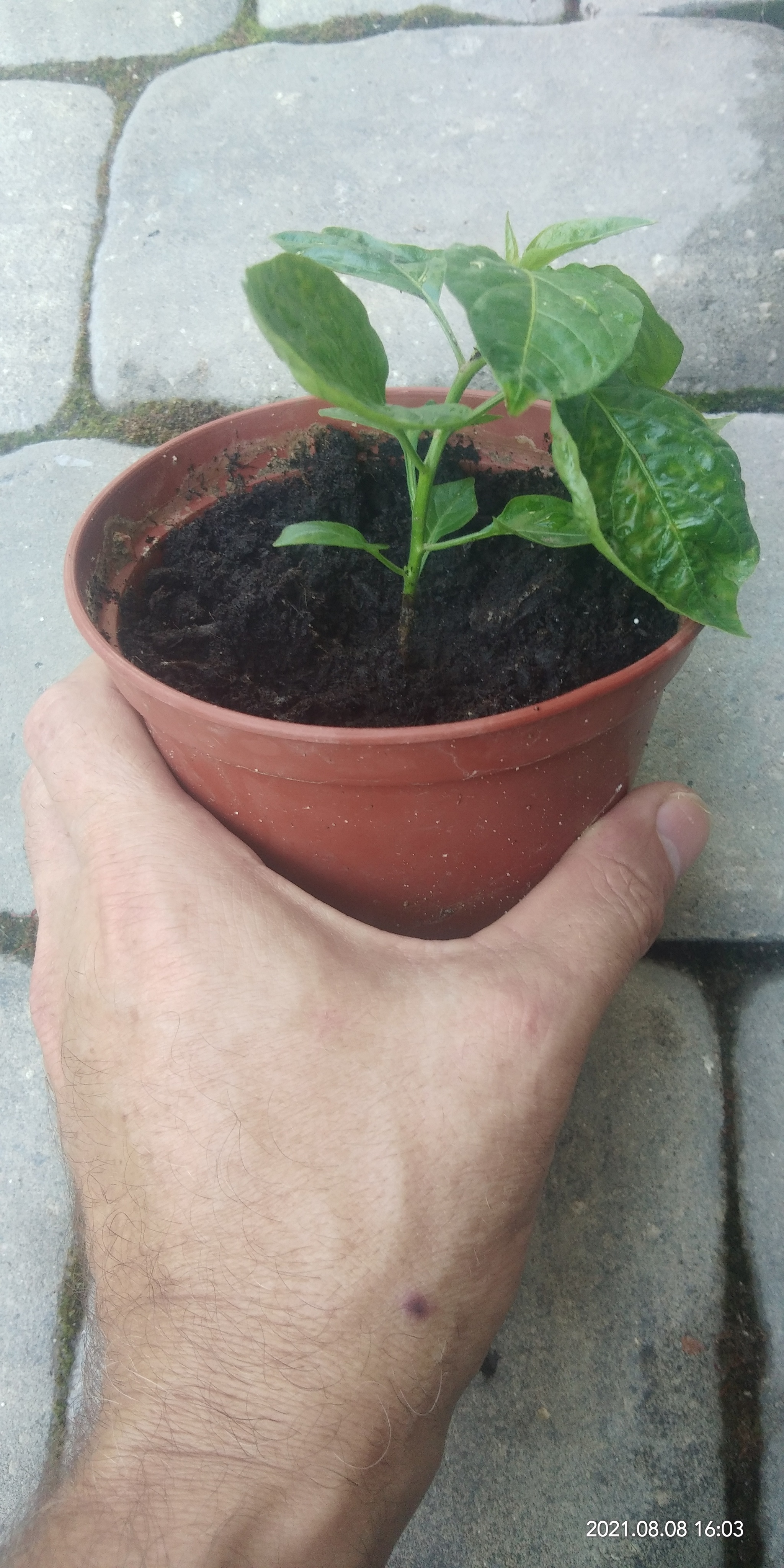 BUT! - My, Hot peppers, Disease, Growing, Longpost