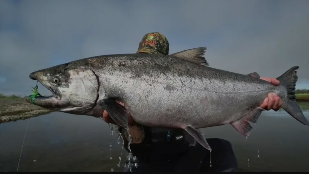 What's in the ear? - My, Ear, Food, Seafood, A fish, Head, Fishing, Chinook salmon, Kamchatka, Longpost