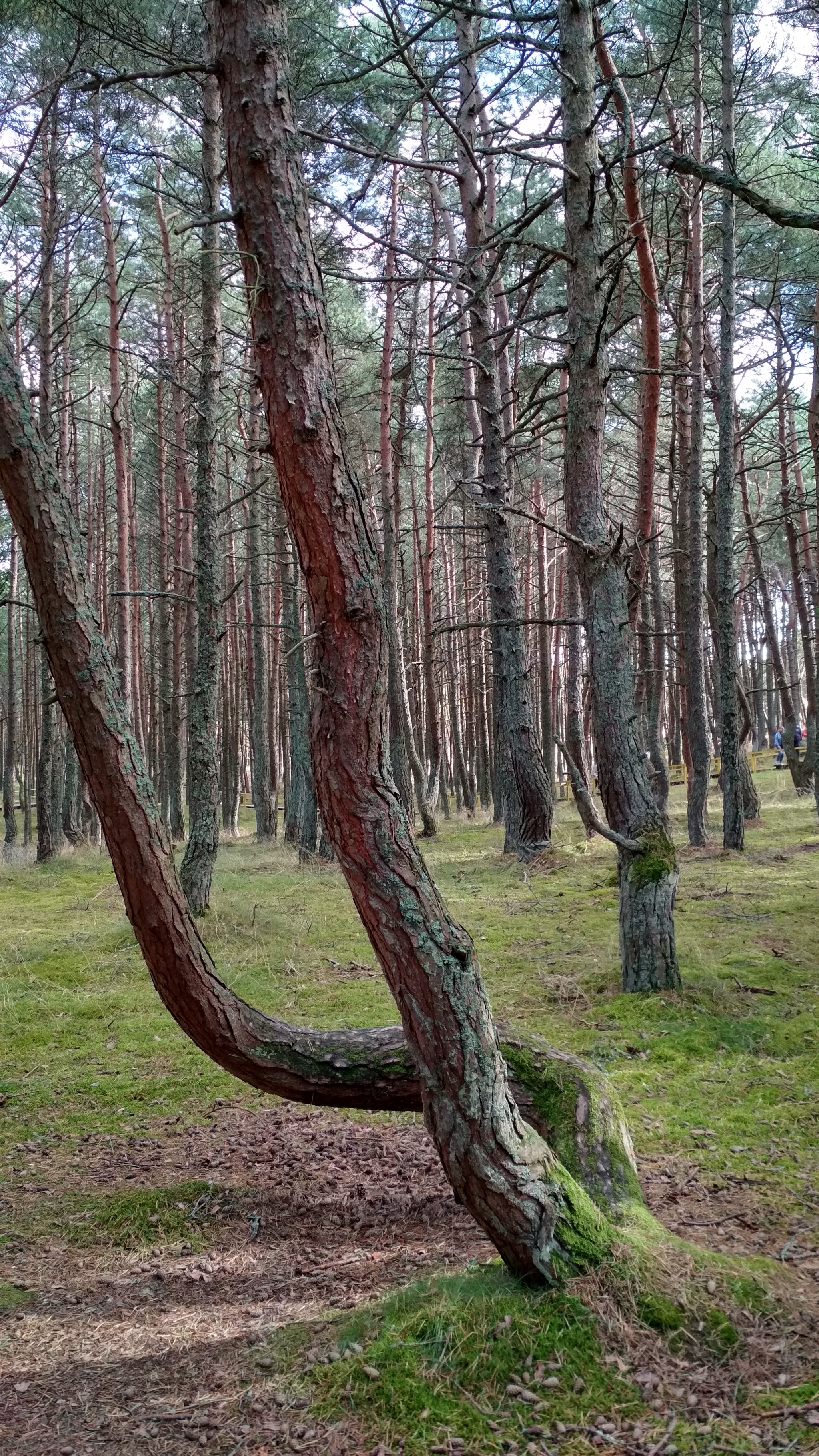 Куршская коса - Моё, Куршская коса, Россия, Путешествия, Природа, Заповедники и заказники, Калининград, Фотография, Мобильная фотография, , Море, Песок, Дерево, Спокойствие, Пляж, Шум, Отдых, Длиннопост