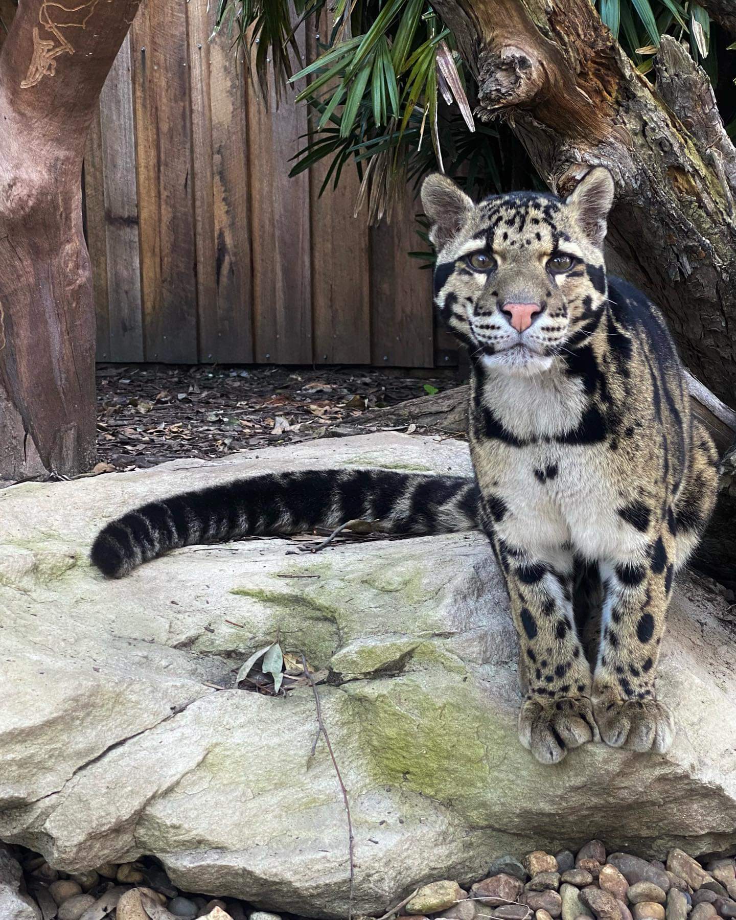 Dratuti). - Clouded leopard, Big cats, Cat family, Wild animals, Milota, Animal protection, Australia, Reserves and sanctuaries, , Wild cat center, Leopard, Sydney