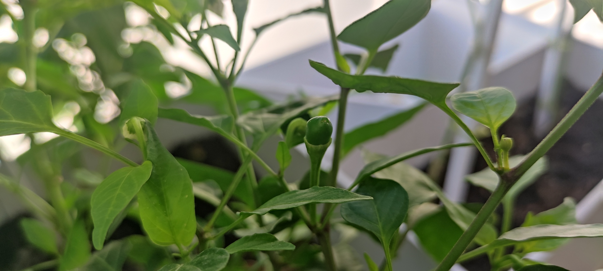 Peppers have started to tie! - My, Hot peppers, Jalapeno, Longpost, Pepper farming