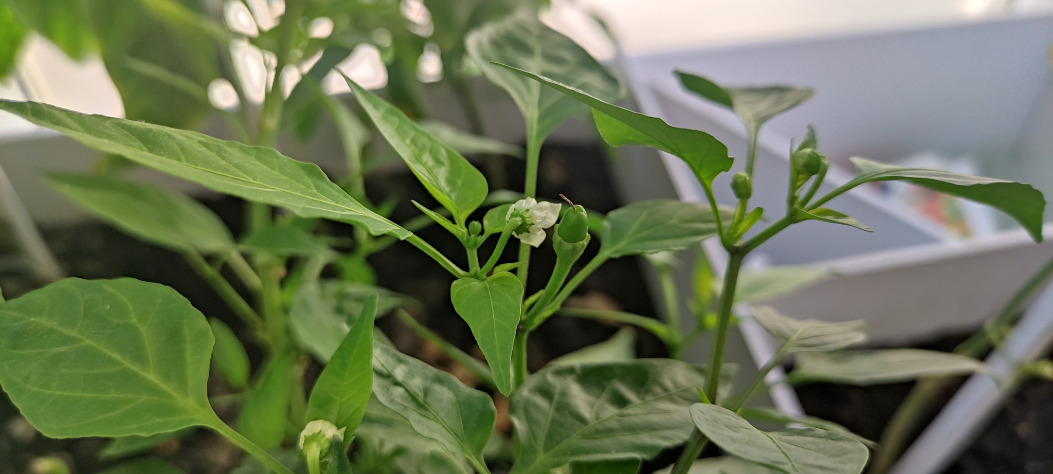 Peppers have started to tie! - My, Hot peppers, Jalapeno, Longpost, Pepper farming