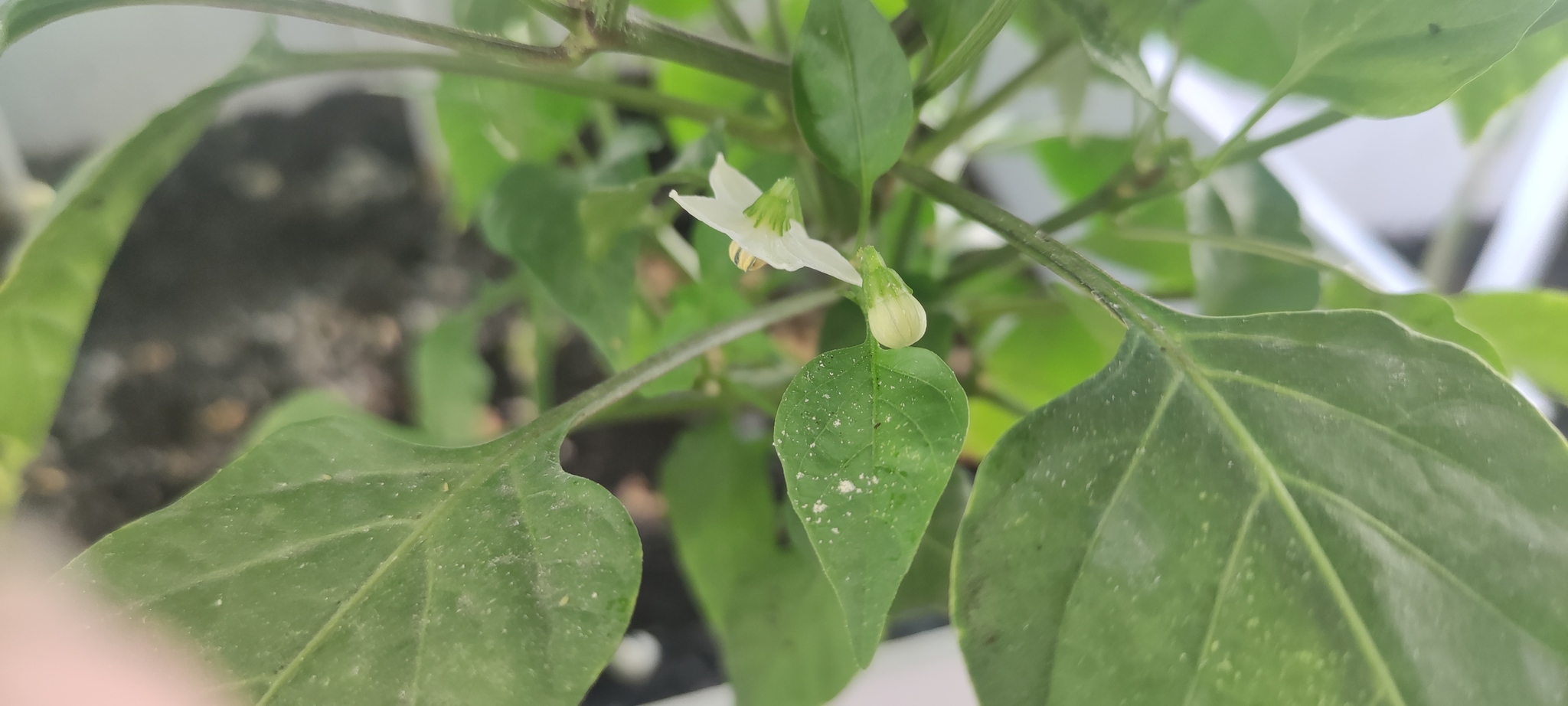 Peppers have started to tie! - My, Hot peppers, Jalapeno, Longpost, Pepper farming